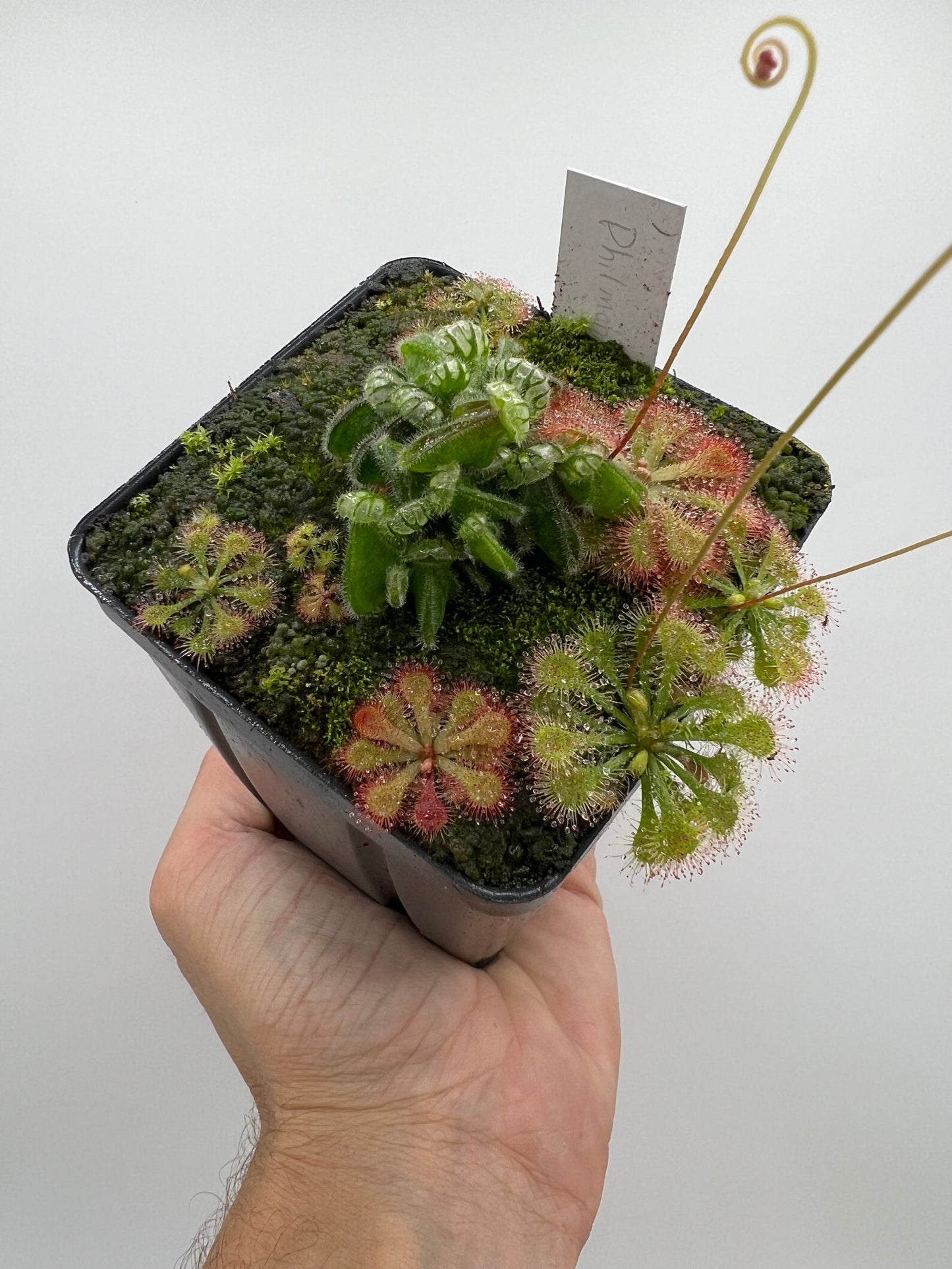 Cephalotus follicularis “Phil Mann” x “Hummers Giant”