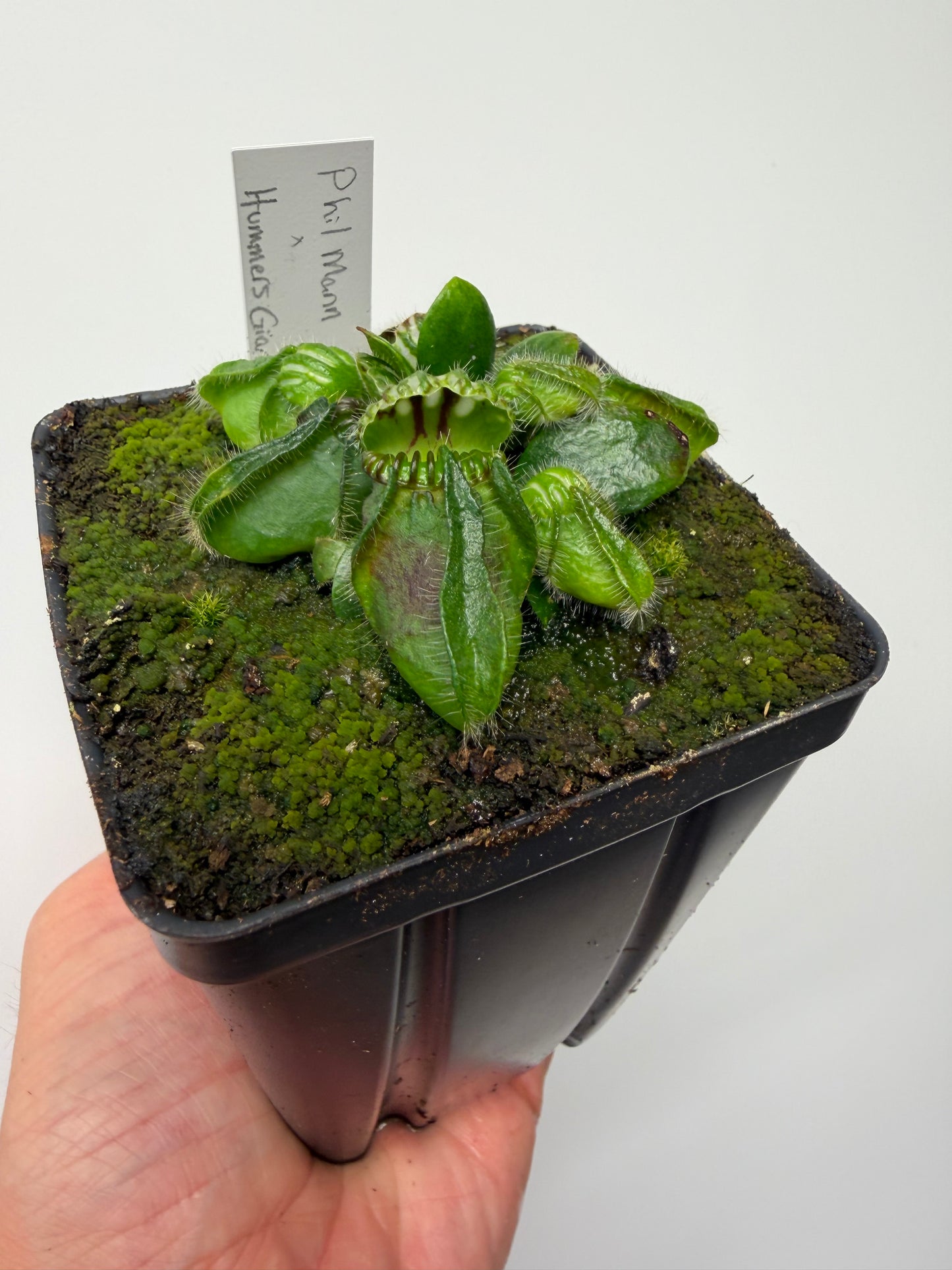 Cephalotus follicularis “Phil Mann” x “Hummers Giant”
