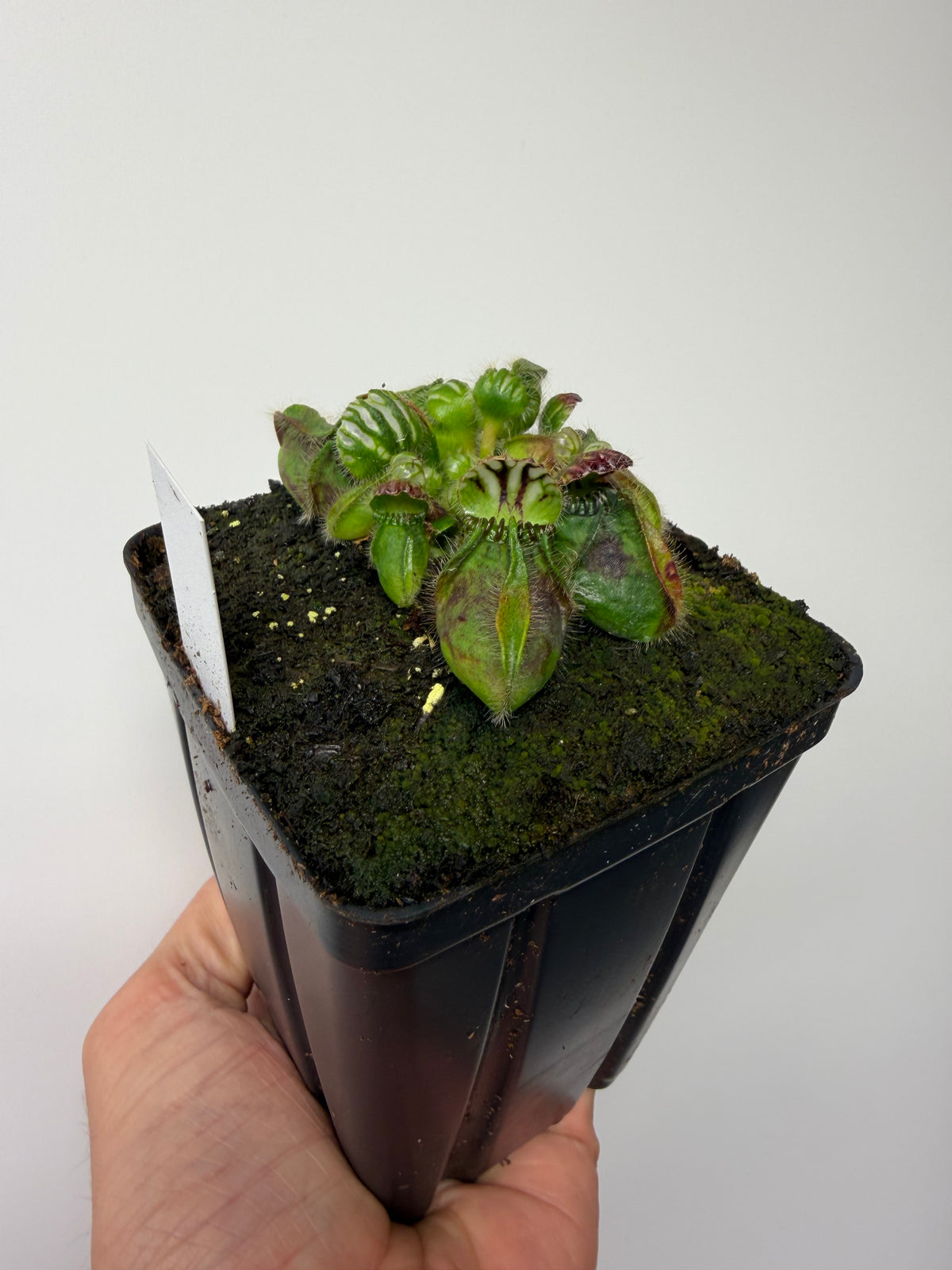 Cephalotus follicularis “Purple/Black” - Eric Smooth #6