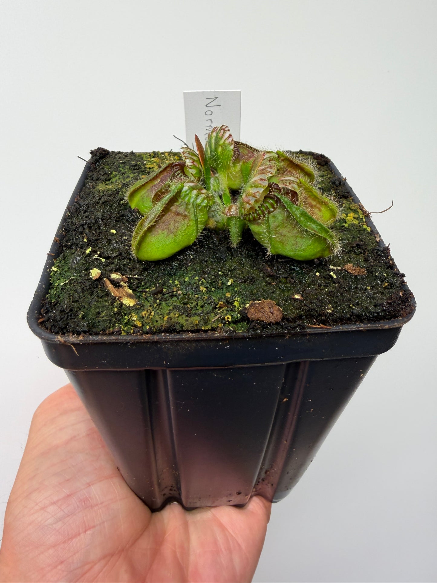 Cephalotus follicularis “Norma”