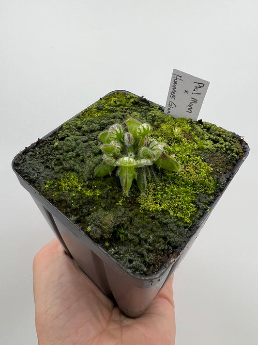Cephalotus follicularis “Phil Mann” x “Hummers Giant”