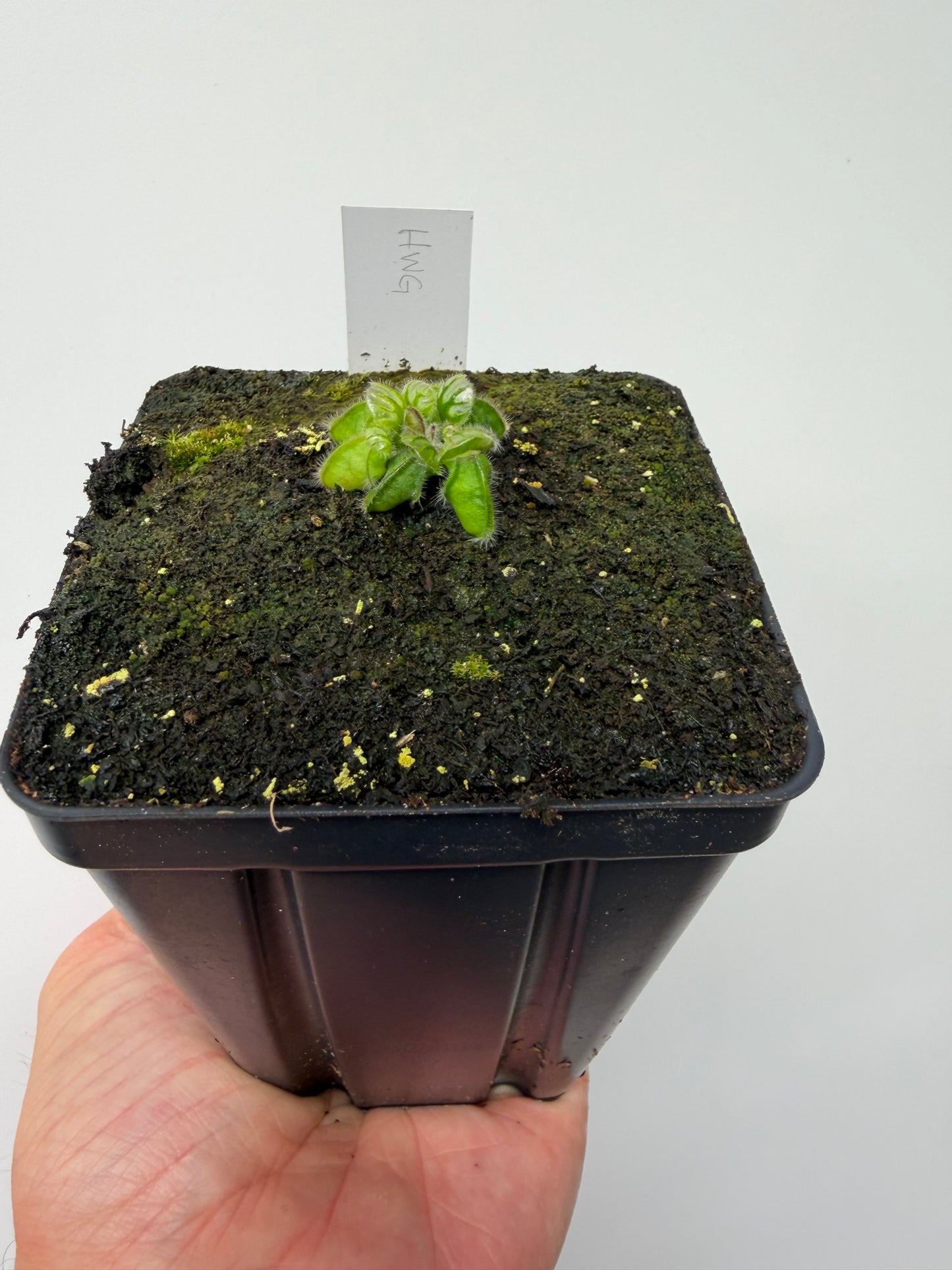 Cephalotus follicularis “Harald Weiner Giant” (aka True Giant) - *Rare*