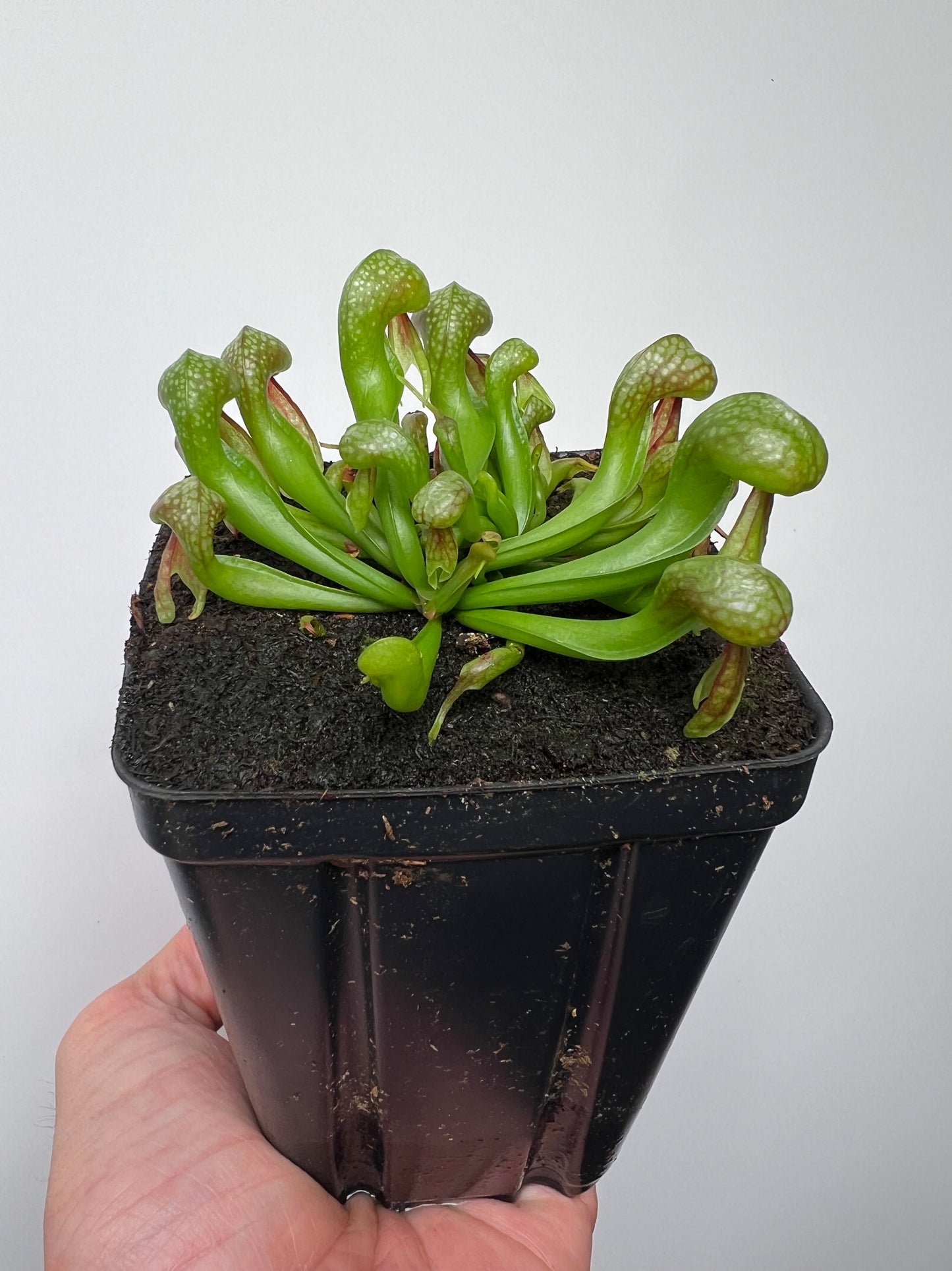 Darlingtonia californica (Cobra Pitcher Plant) - Seed Grown #212