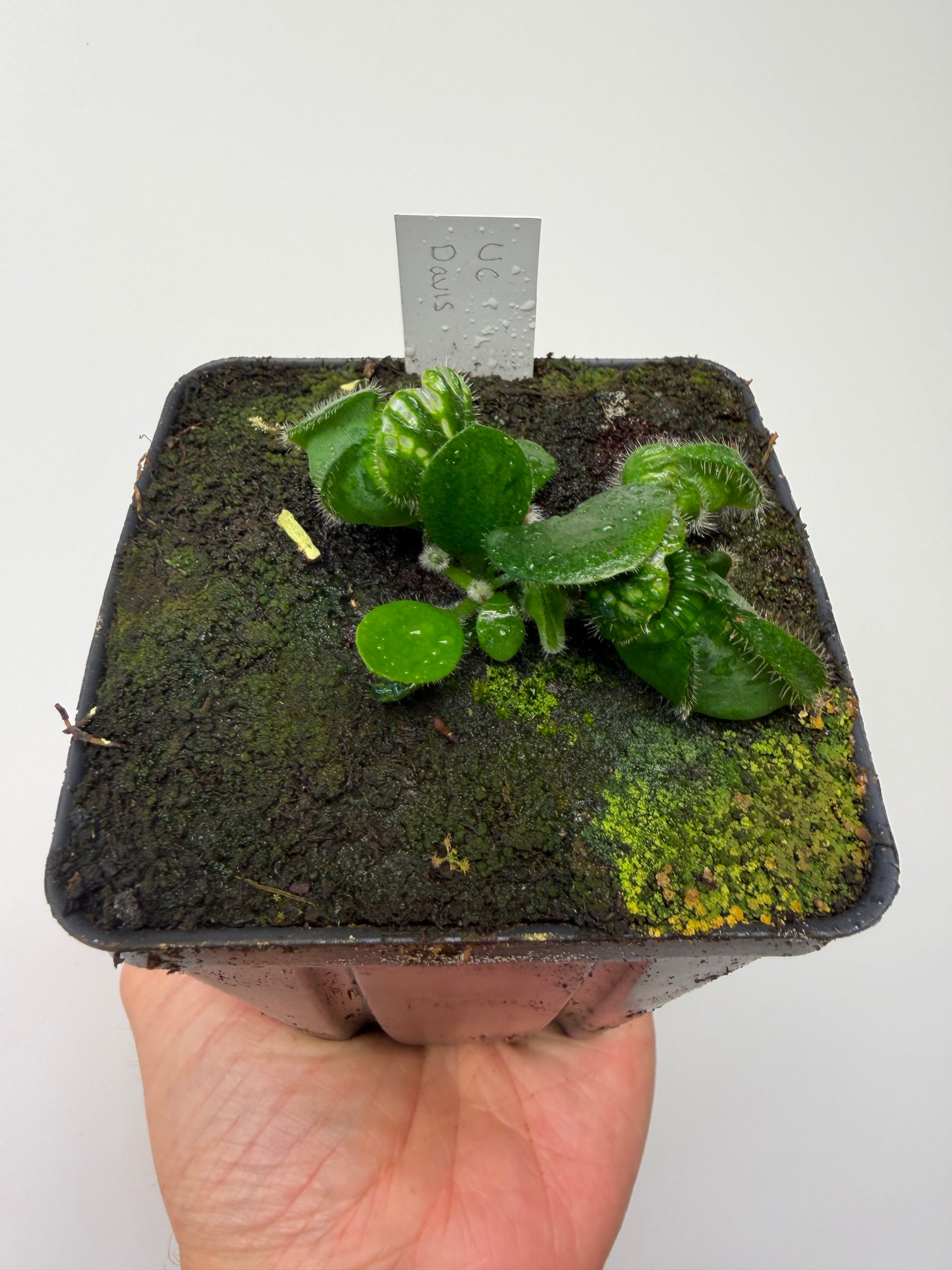 Cephalotus follicularis “UC Davis”