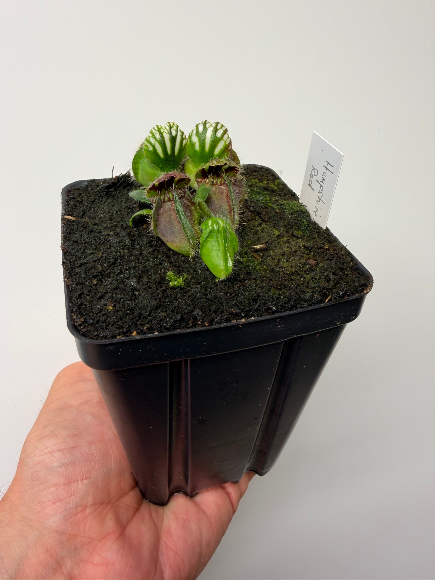Cephalotus follicularis “Hampshire Red”