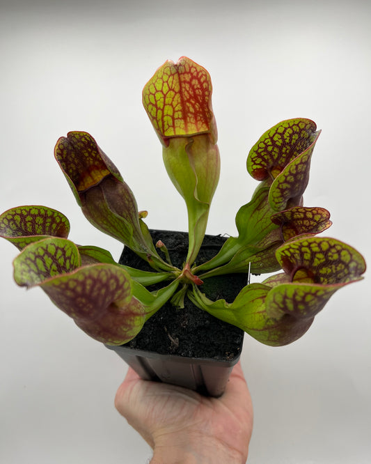 Sarracenia purpurea ssp. purpurea (Centre Co, PA) - Seed Grown #96