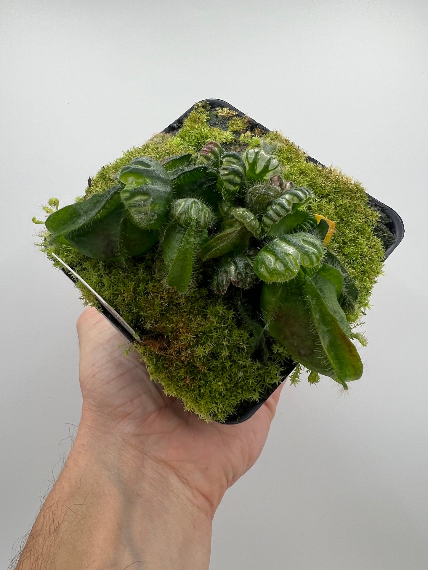 Cephalotus follicularis “Phil Mann” x “Hummers Giant”