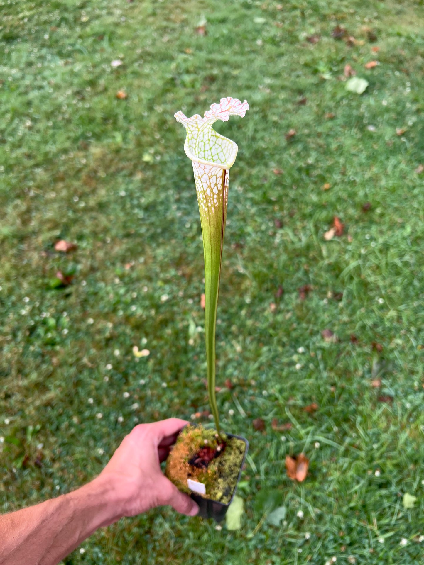Sarracenia leucophylla “Hurricane Creek White” Clone A x self - Seed Grown #9