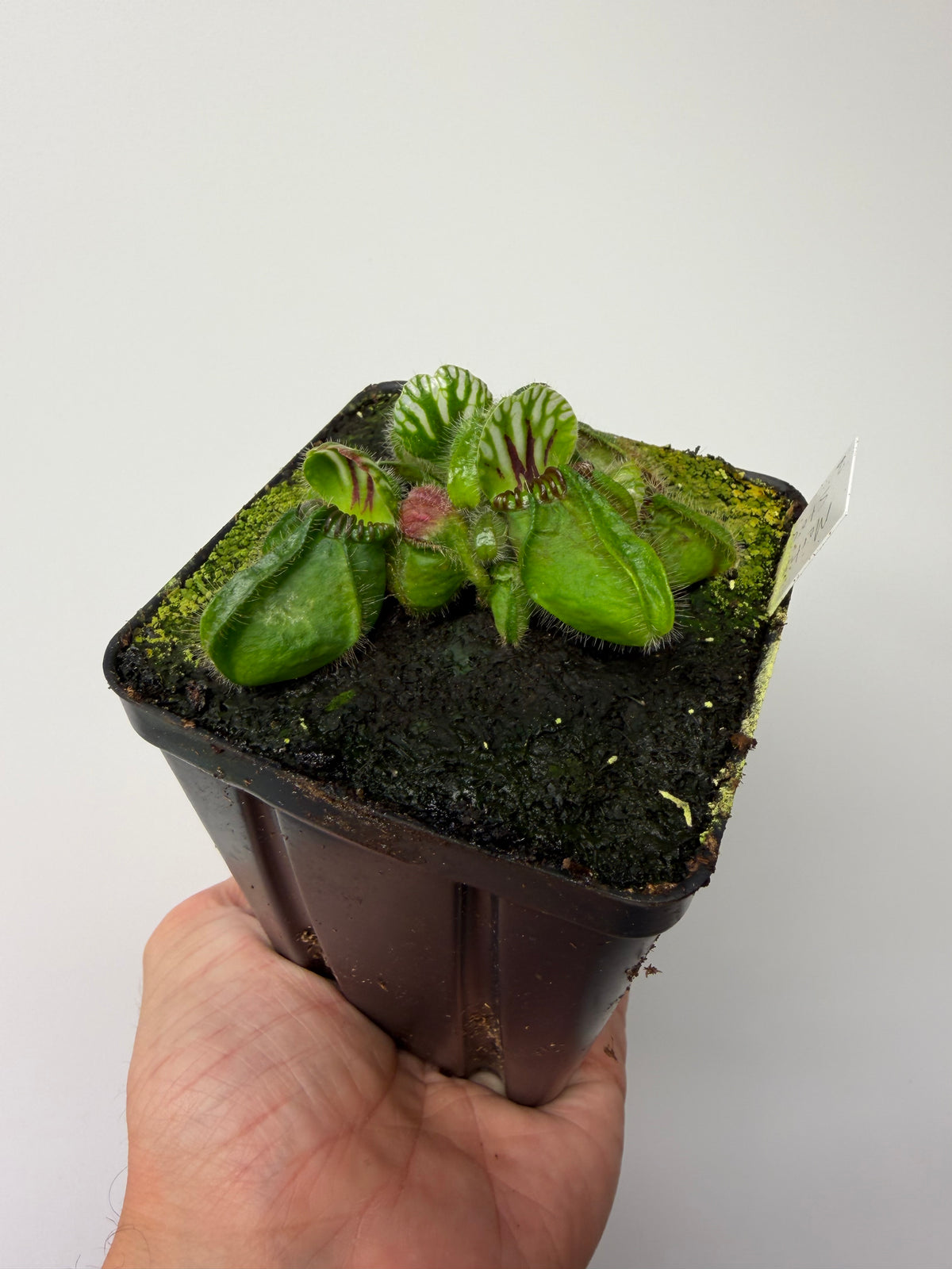 Cephalotus follicularis “Martin Stöckl” #2