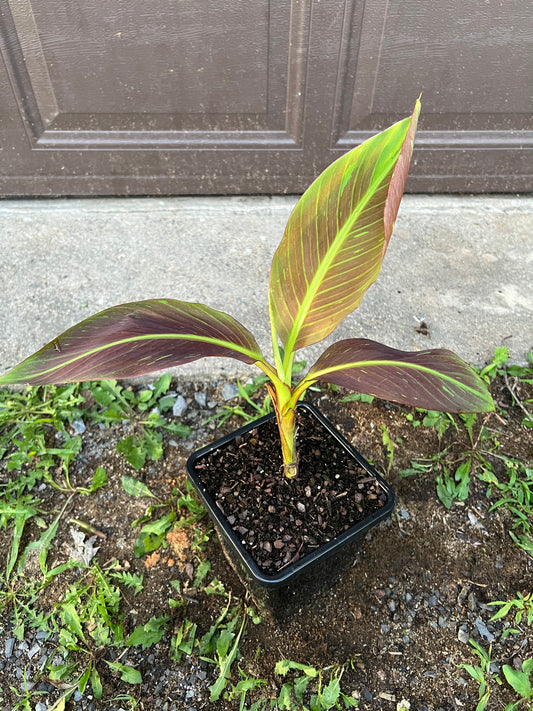 Musa ‘Siam Ruby’
