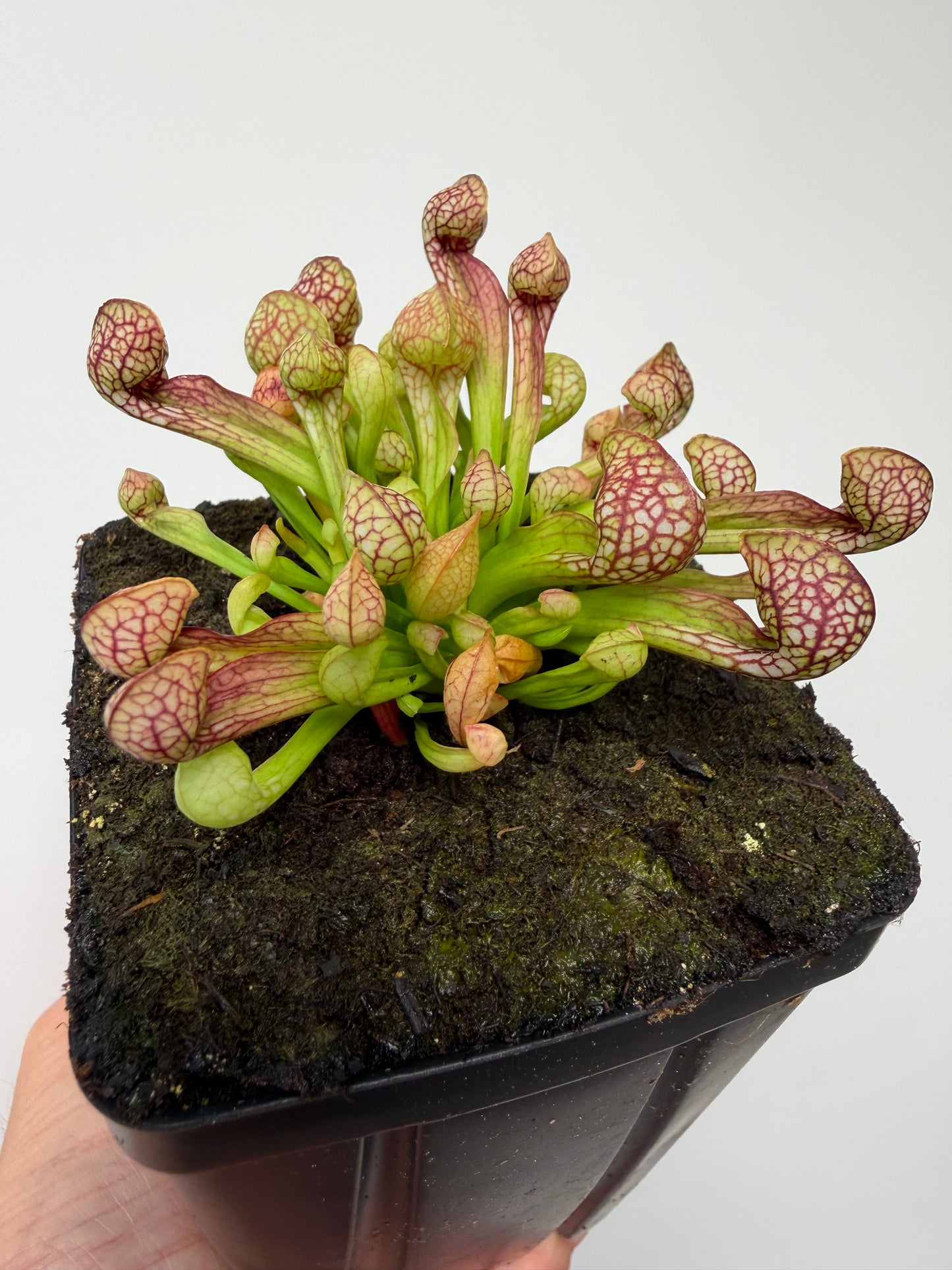 Sarracenia psittacina - “Turkey Hen Creek” - Seed Grown (4)