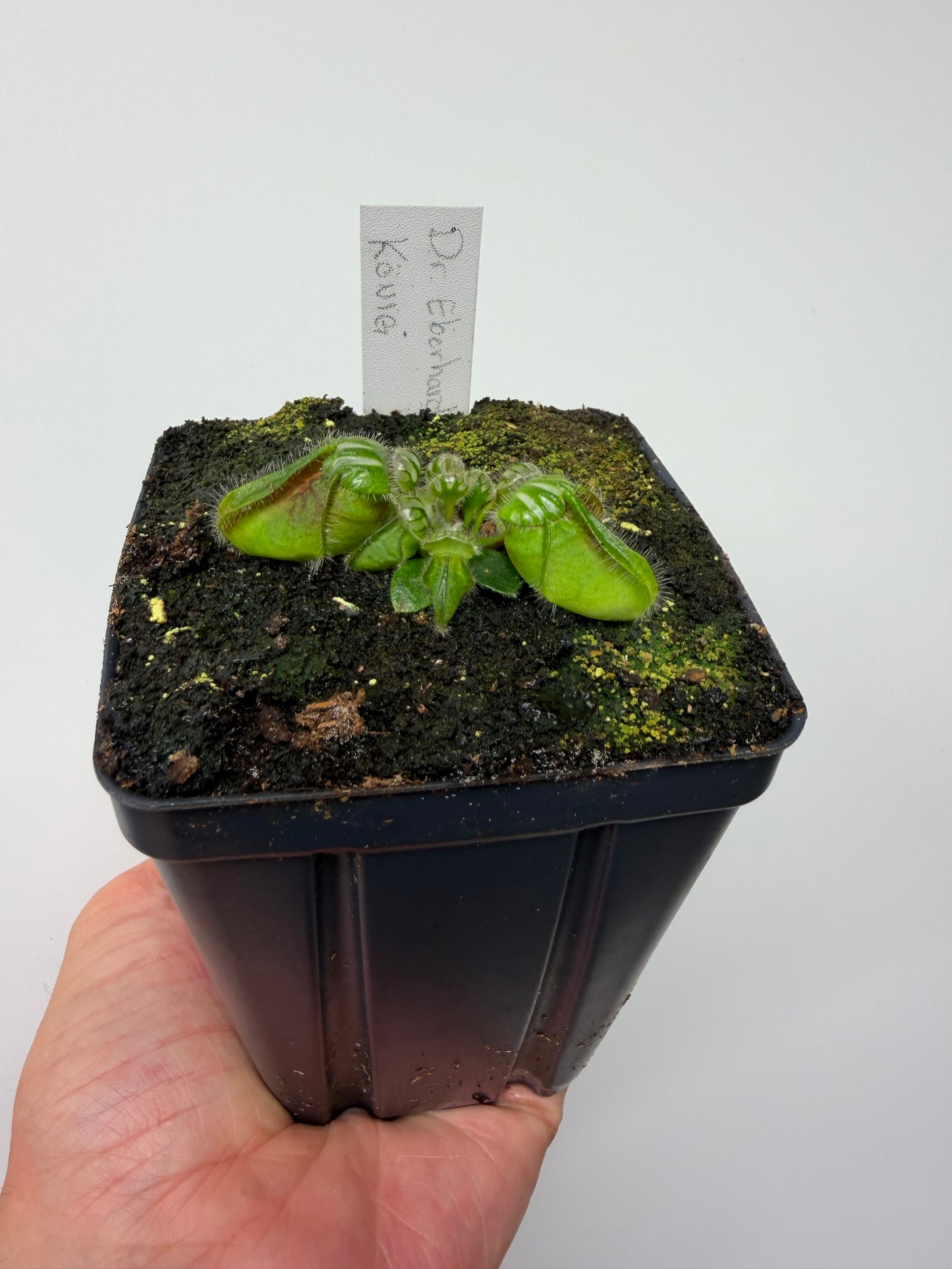 Cephalotus follicularis “Dr. Eberhard König”