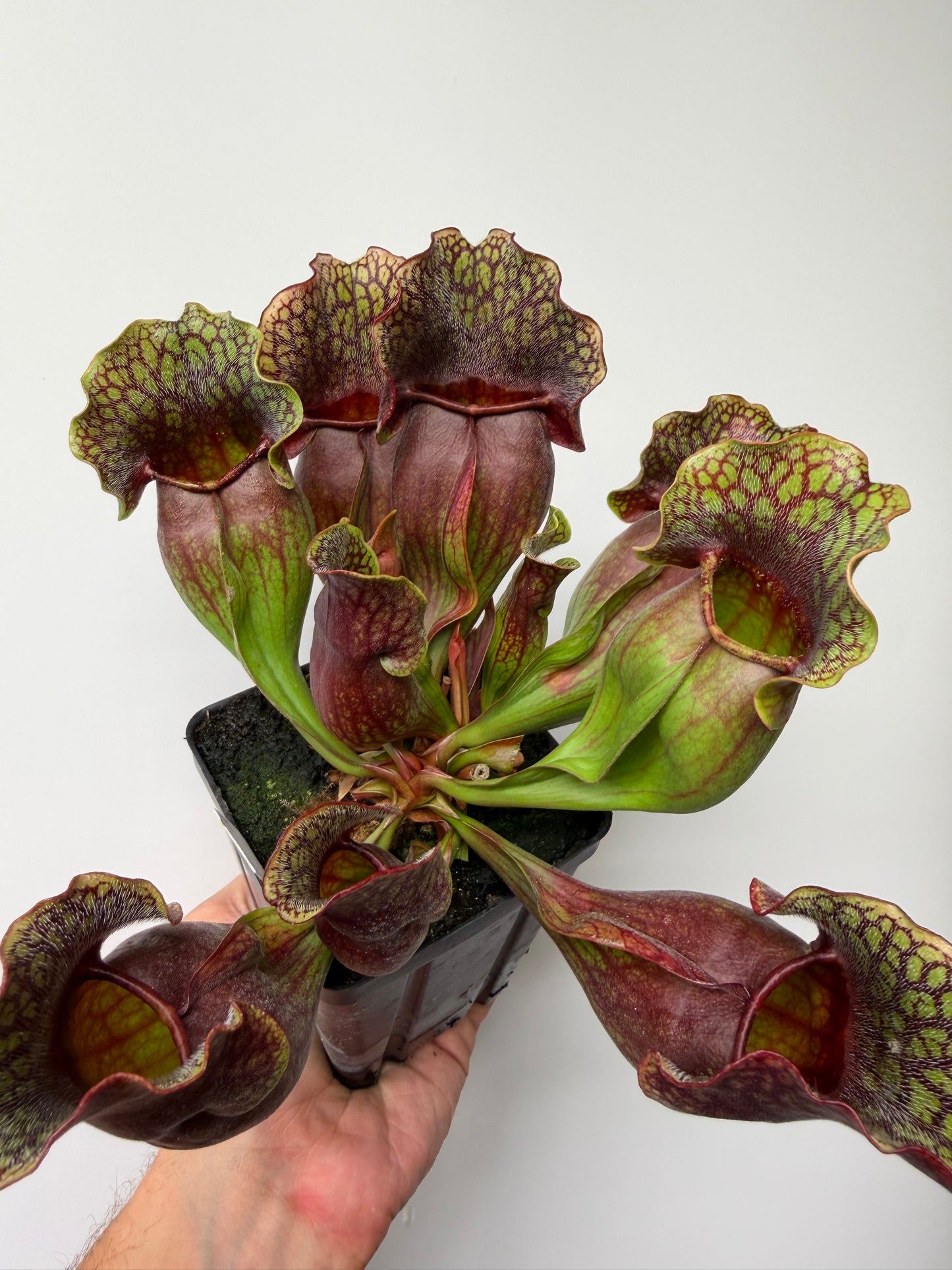 Sarracenia purpurea ssp. purpurea (Centre Co, PA) - XXL Seed Grown #120