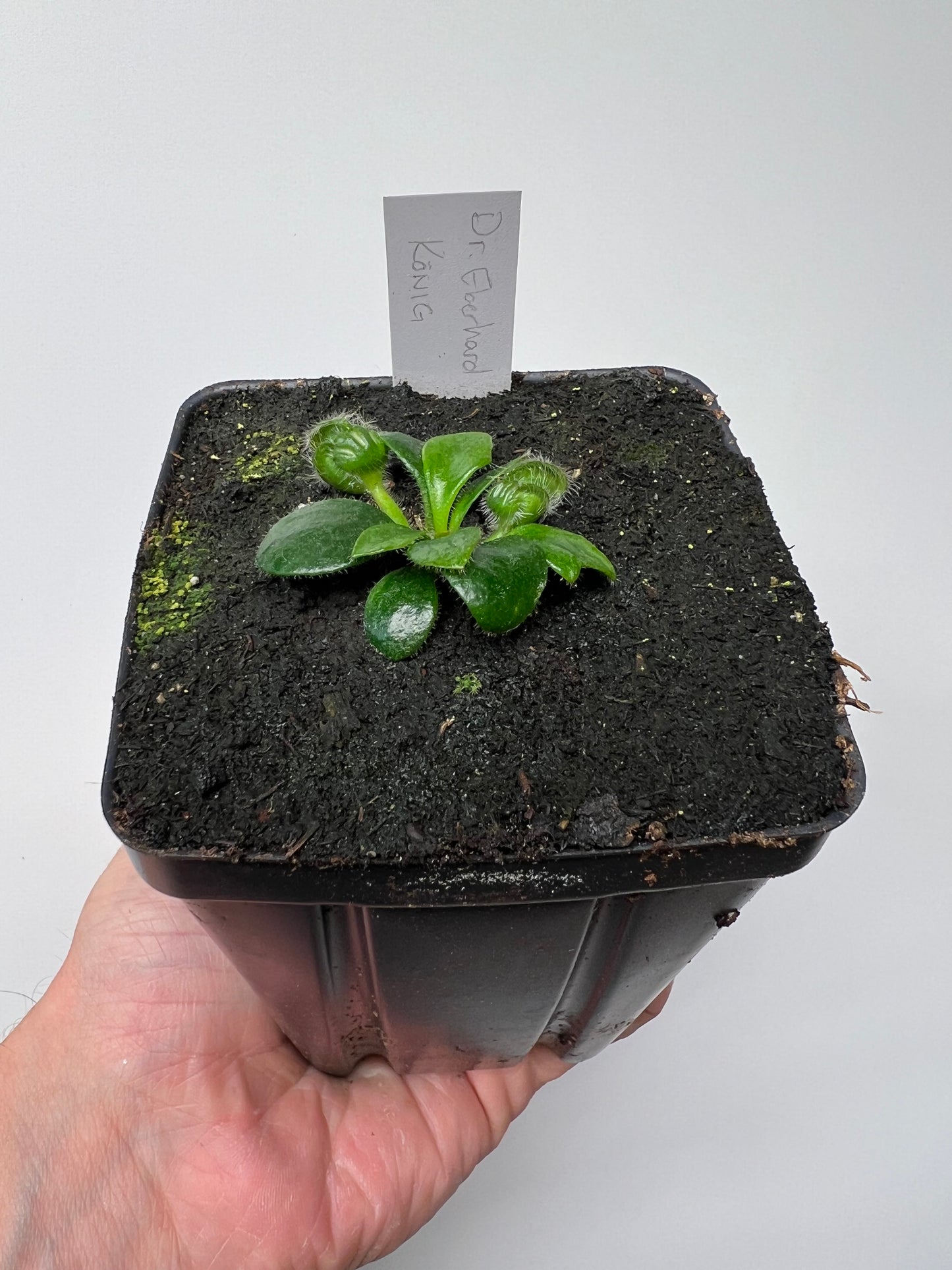 Cephalotus follicularis “Dr. Eberhard König”