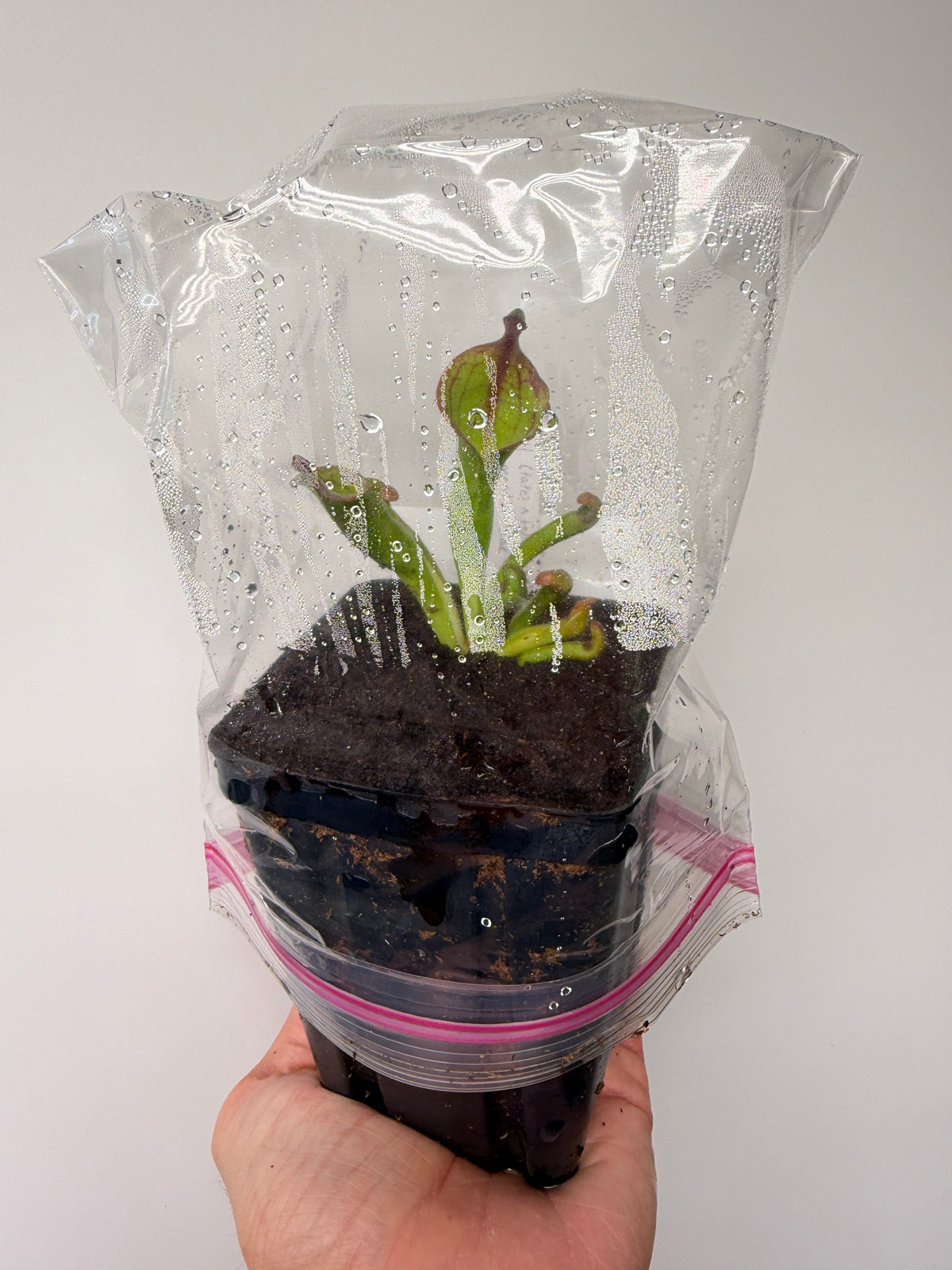 Heliamphora (tatei x folliculata) x macdonaldae #10 52624 SGLC - Potted Division