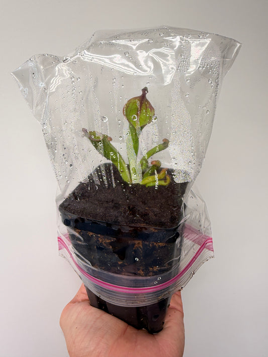 Heliamphora (tatei x folliculata) x macdonaldae #10 52624 SGLC - Potted Division