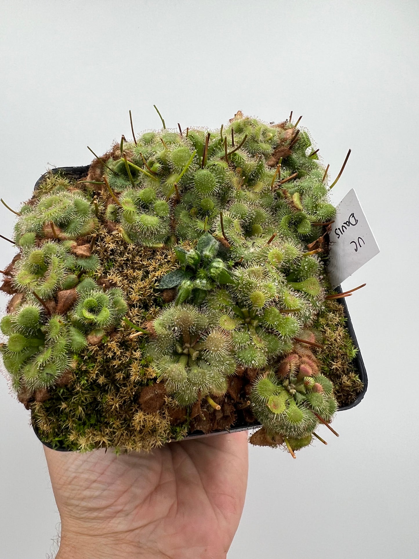 Cephalotus follicularis “UC Davis”