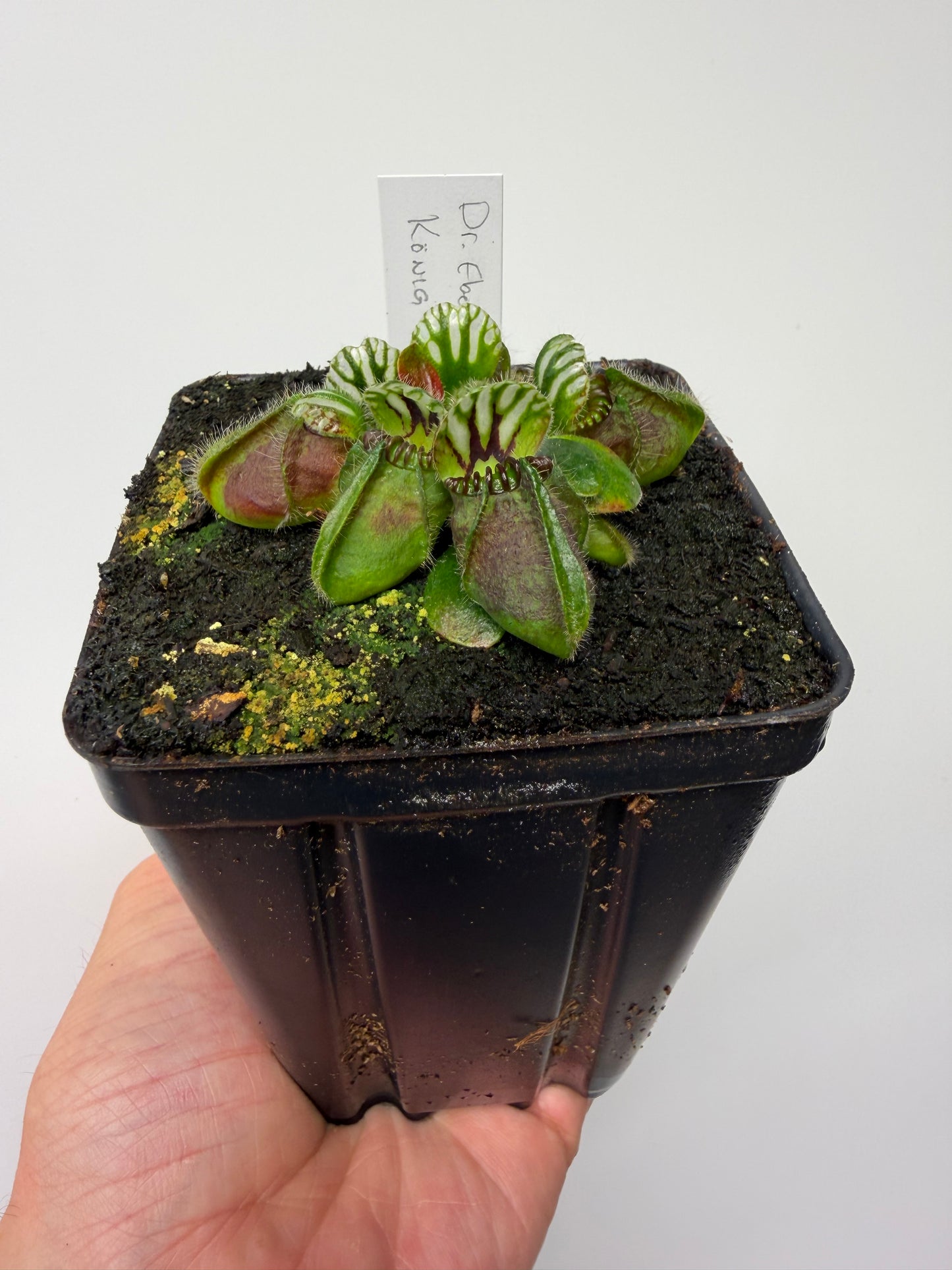 Cephalotus follicularis “Dr. Eberhard König”