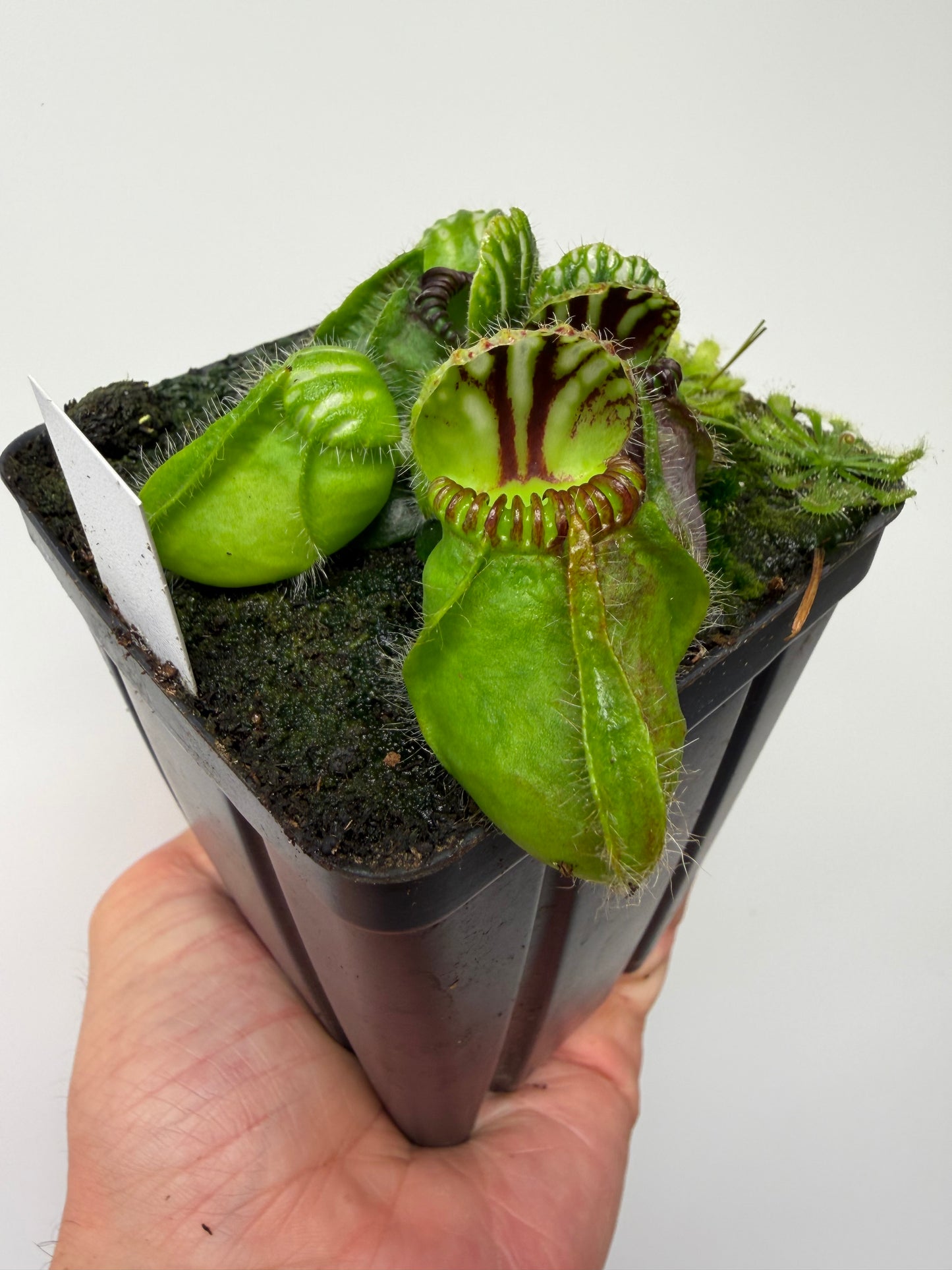 Cephalotus follicularis “Broke Inlet” (9)