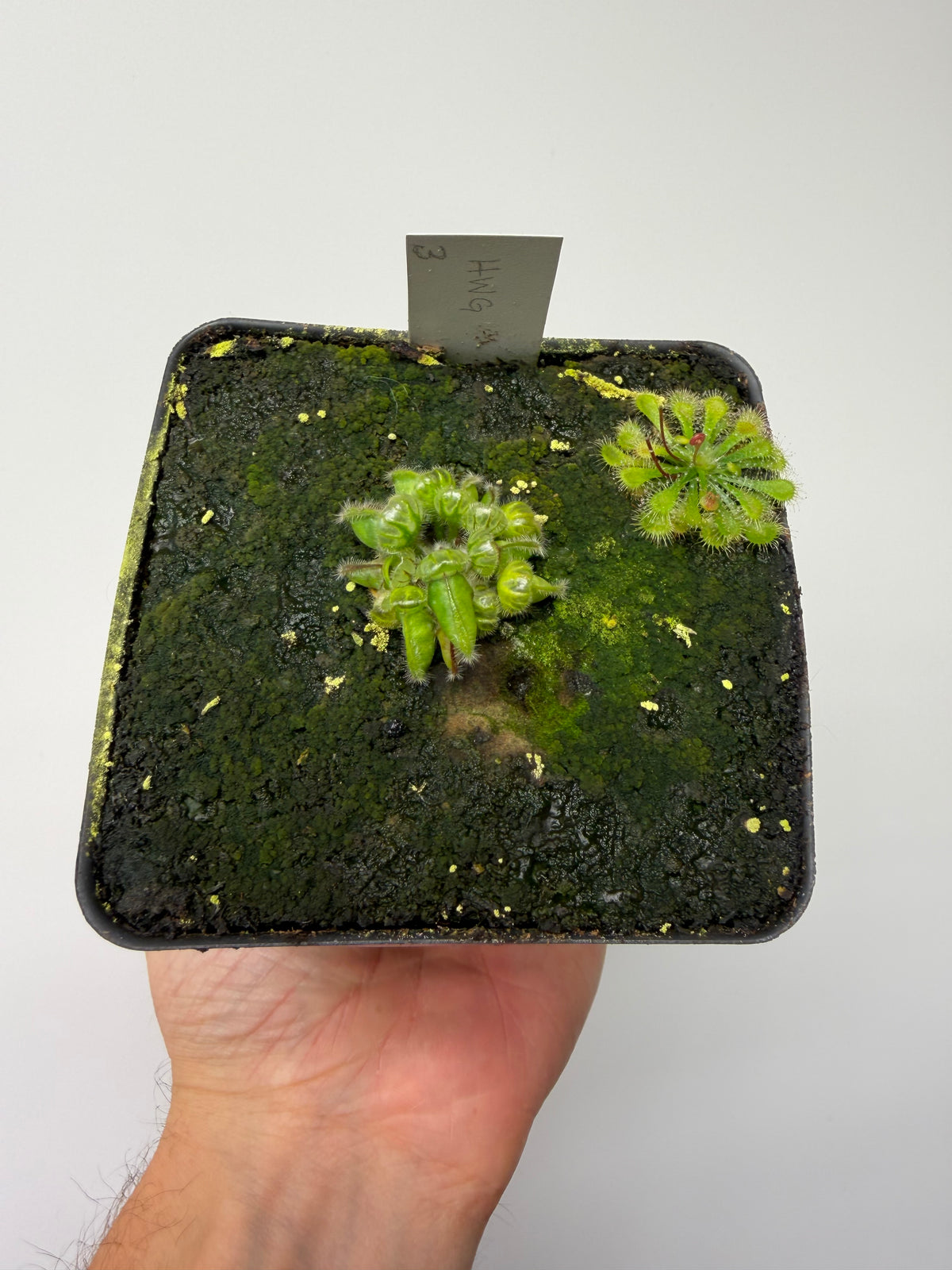 Cephalotus follicularis “Harald Weiner Giant” (aka True Giant) #3 - *Rare*