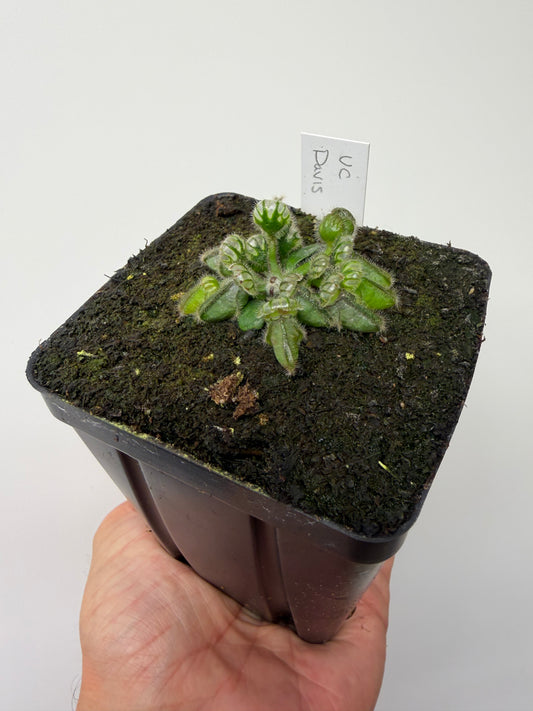 Cephalotus follicularis “UC Davis”