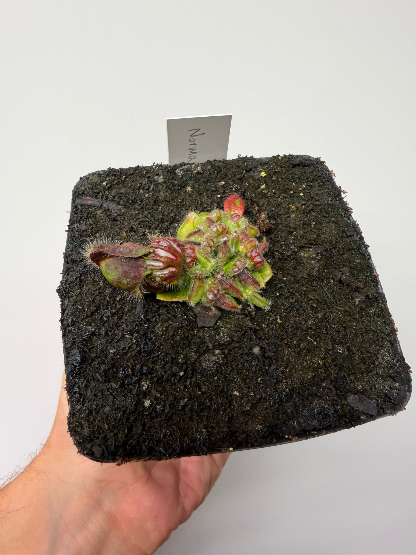 Cephalotus follicularis “Norma”