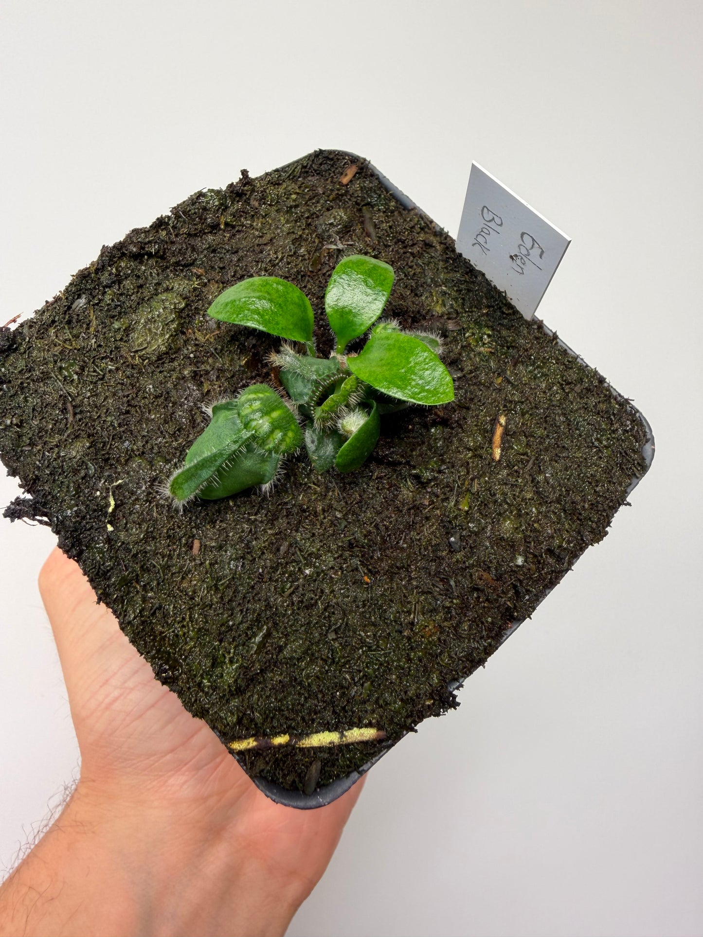 Cephalotus follicularis ‘Eden Black’ - *Rare* (7)