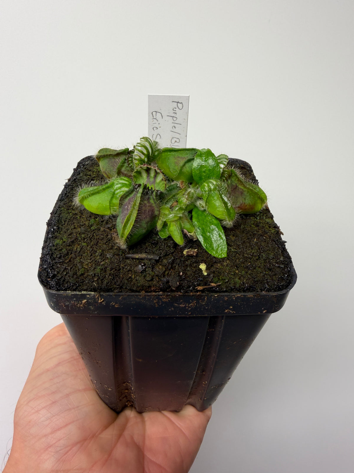 Cephalotus follicularis “Purple/Black” - Eric Smooth #1