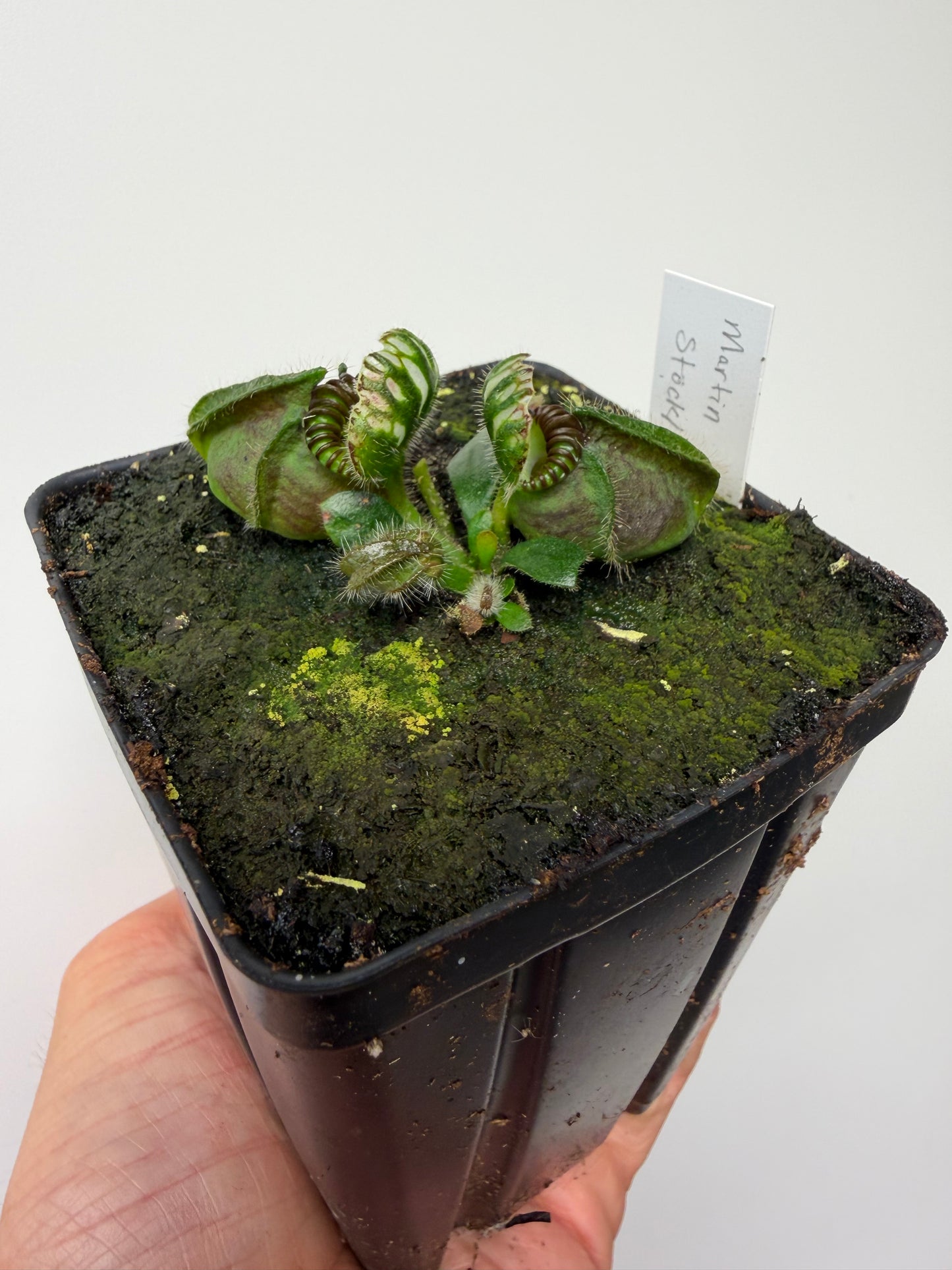 Cephalotus follicularis “Martin Stöckl”