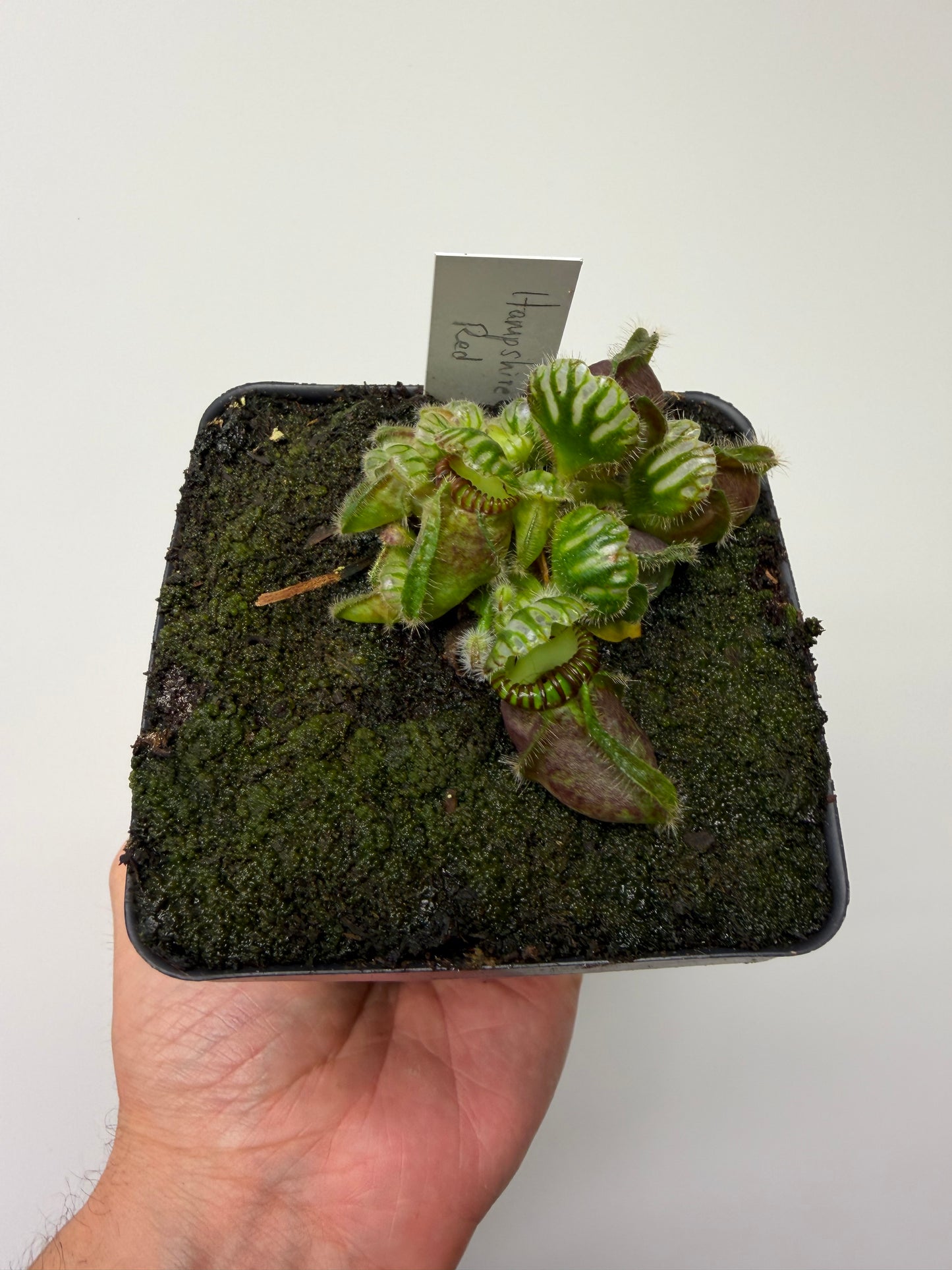 Cephalotus follicularis “Hampshire Red”