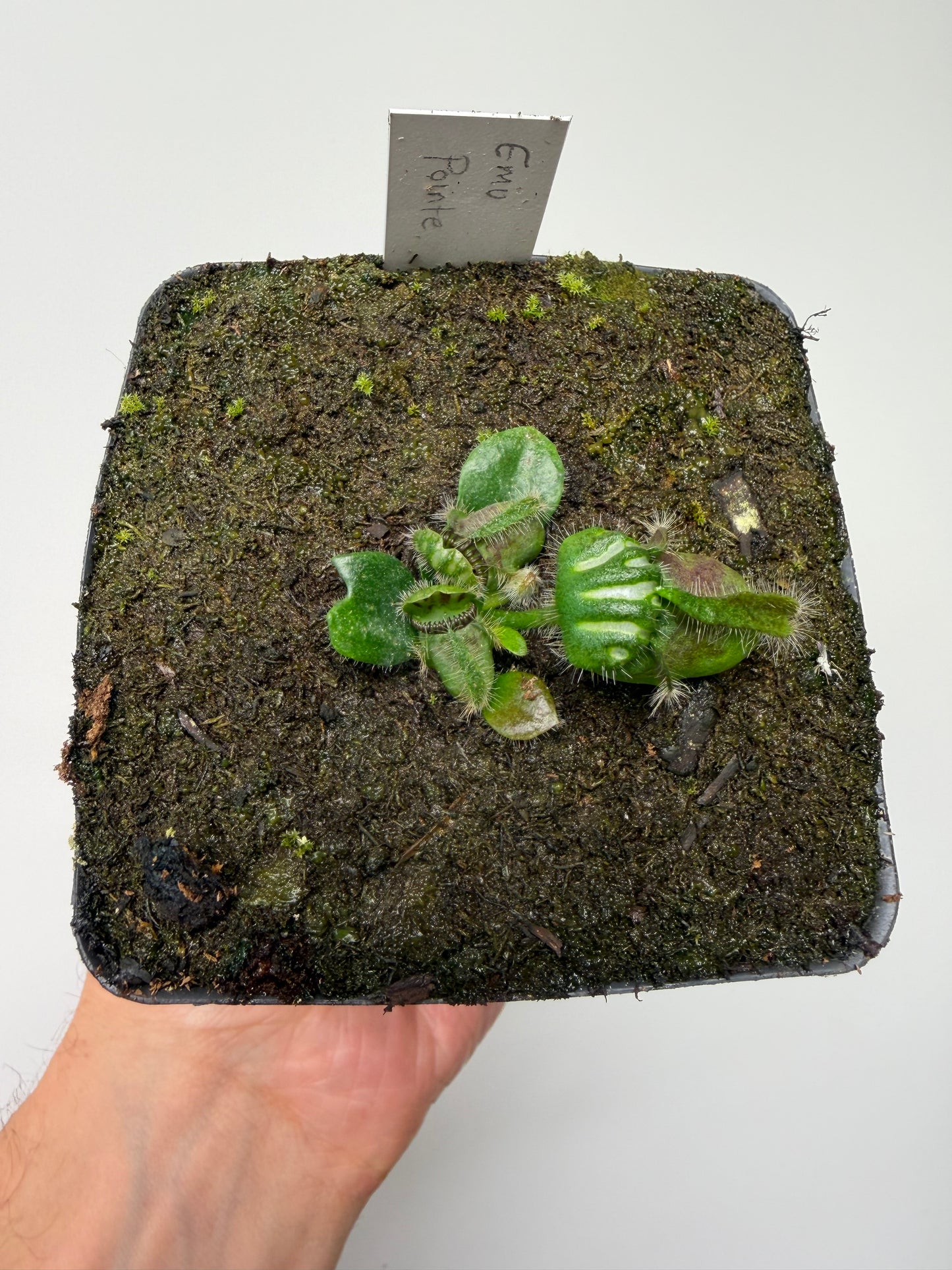 Cephalotus follicularis “Emu Pointe”