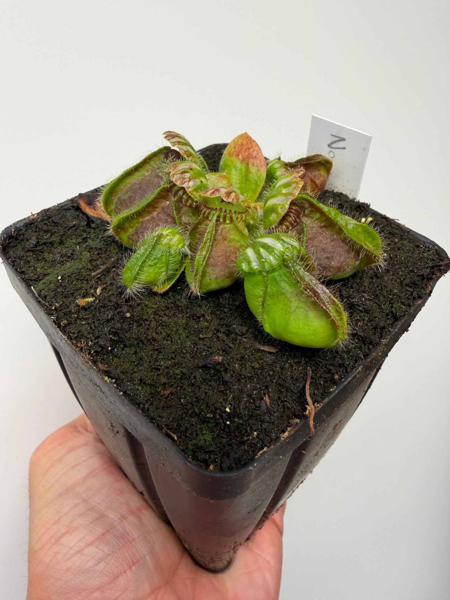 Cephalotus follicularis “Norma”