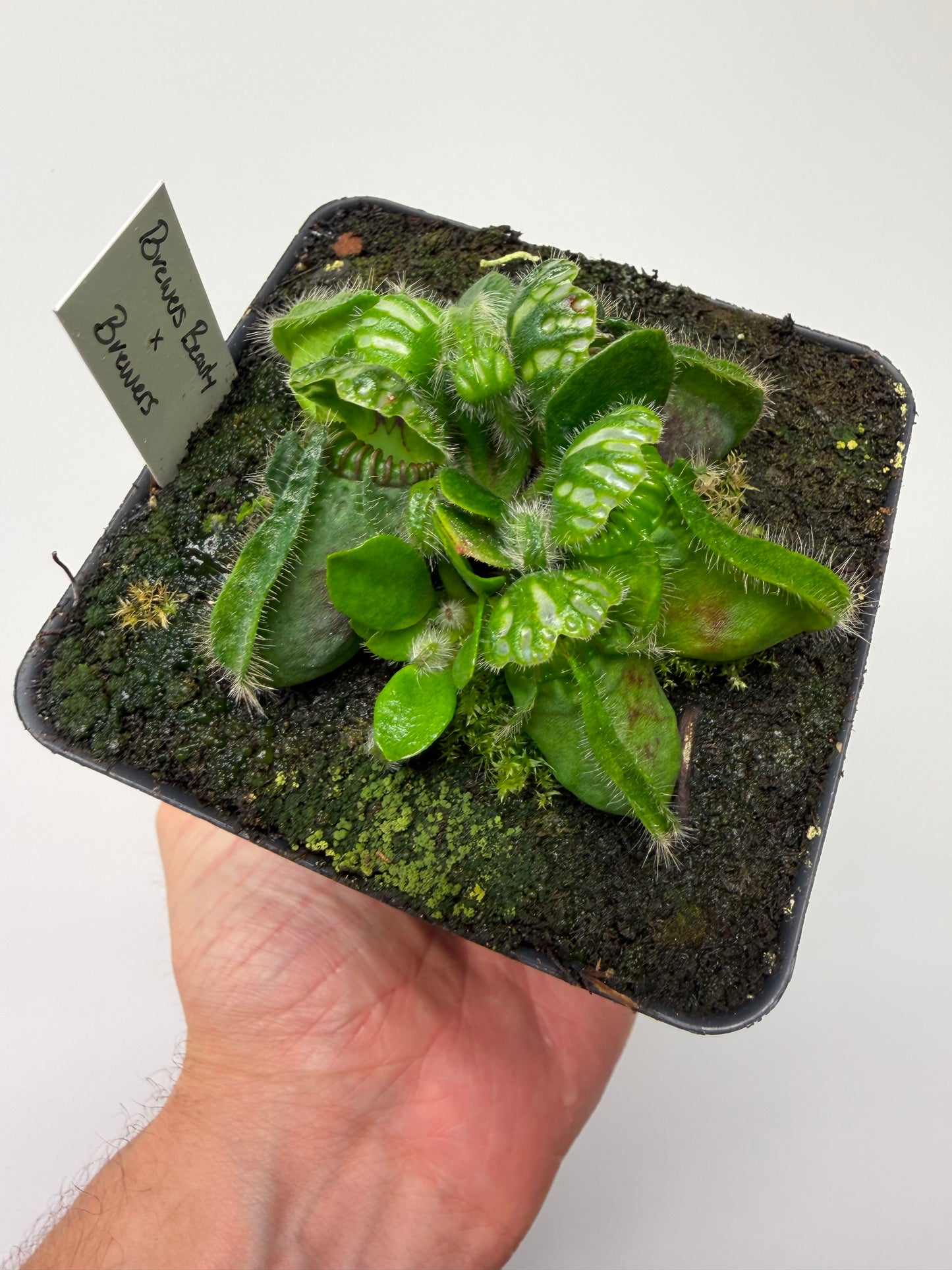 Cephalotus follicularis “Brewers Beauty” x “Brewers”