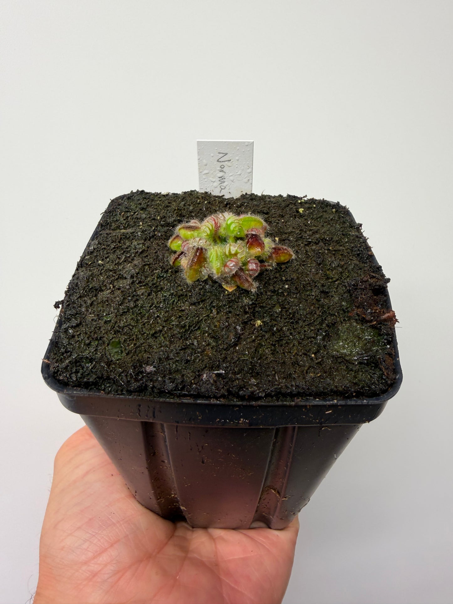Cephalotus follicularis “Norma”