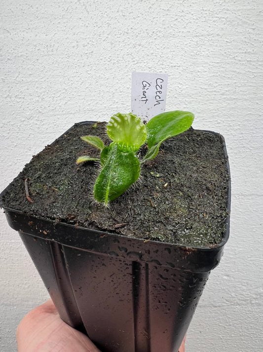 Cephalotus follicularis “Czech Giant”