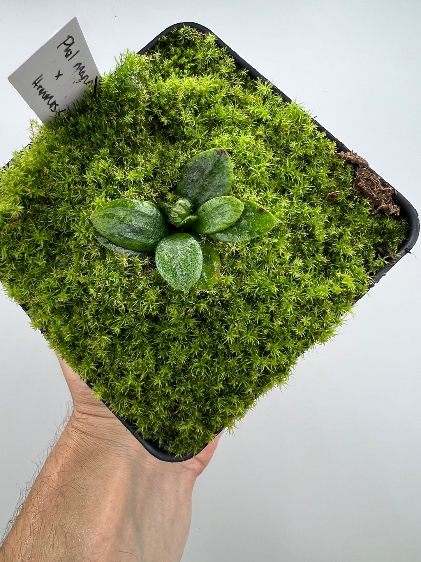 Cephalotus follicularis “Phil Mann” x “Hummers Giant”