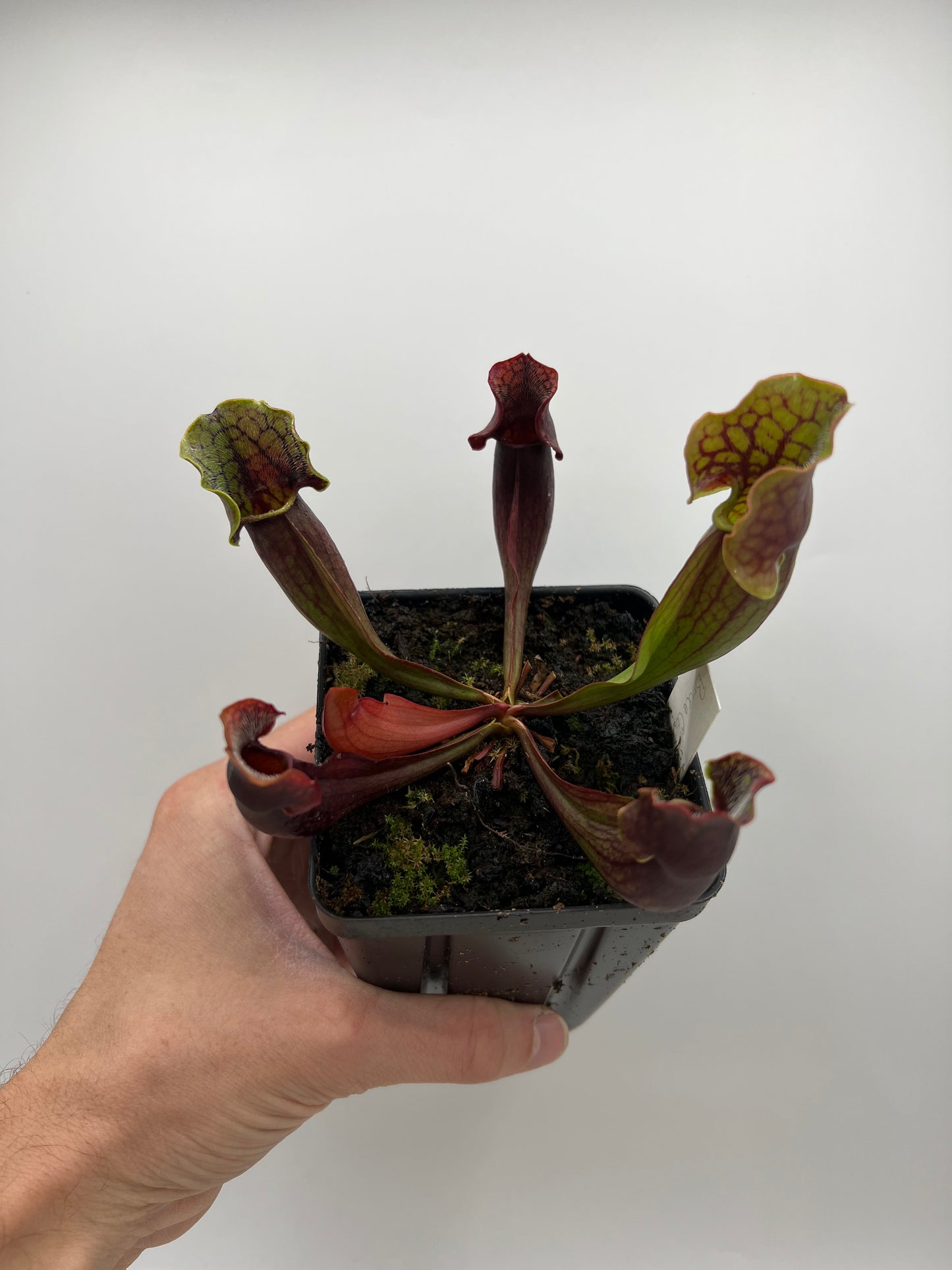 Sarracenia purpurea ssp. purpurea (Bruce Co, Ontario Canada) [Marl Bog] - Seed Grown
