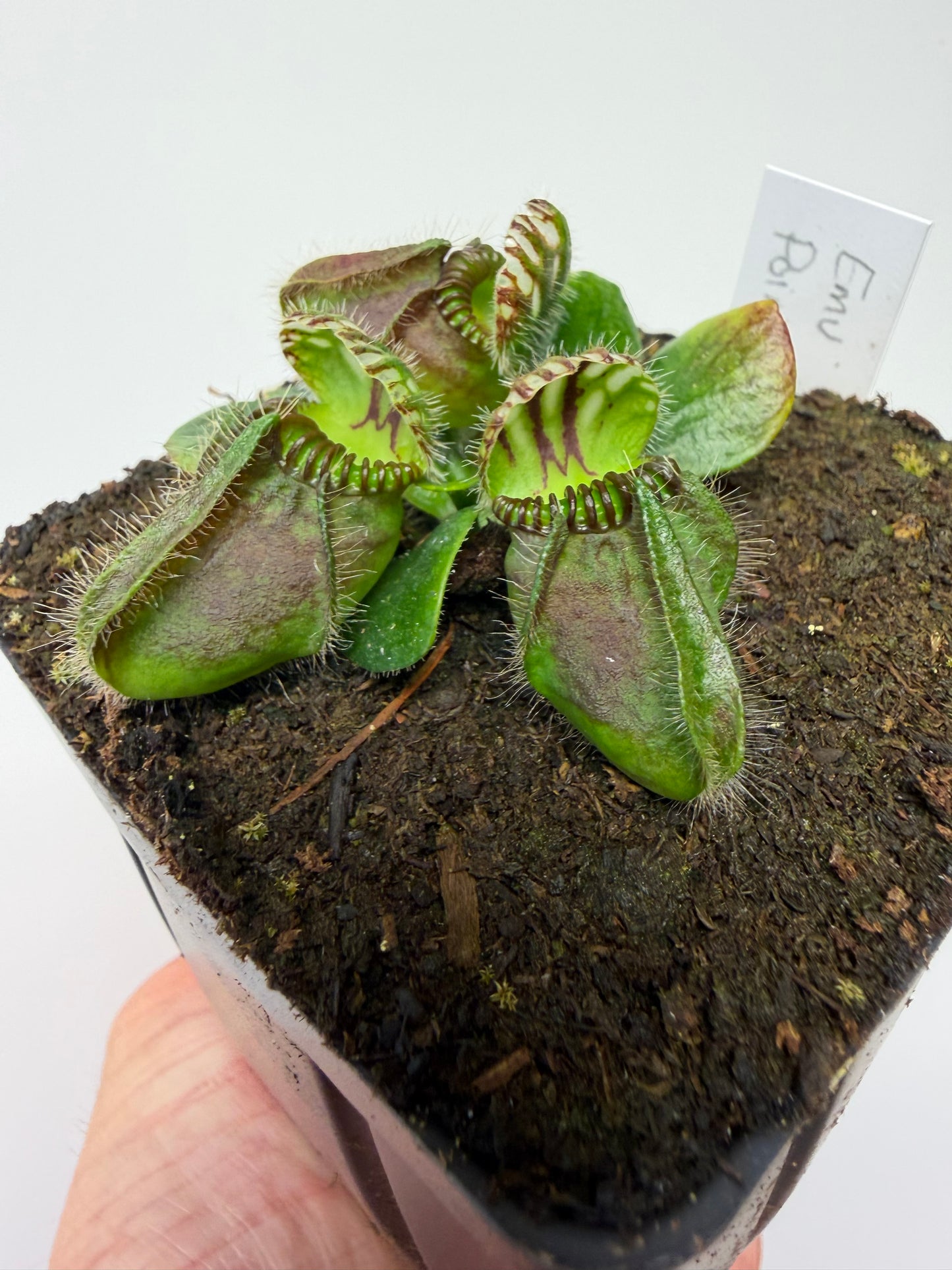 Cephalotus follicularis “Emu Pointe”