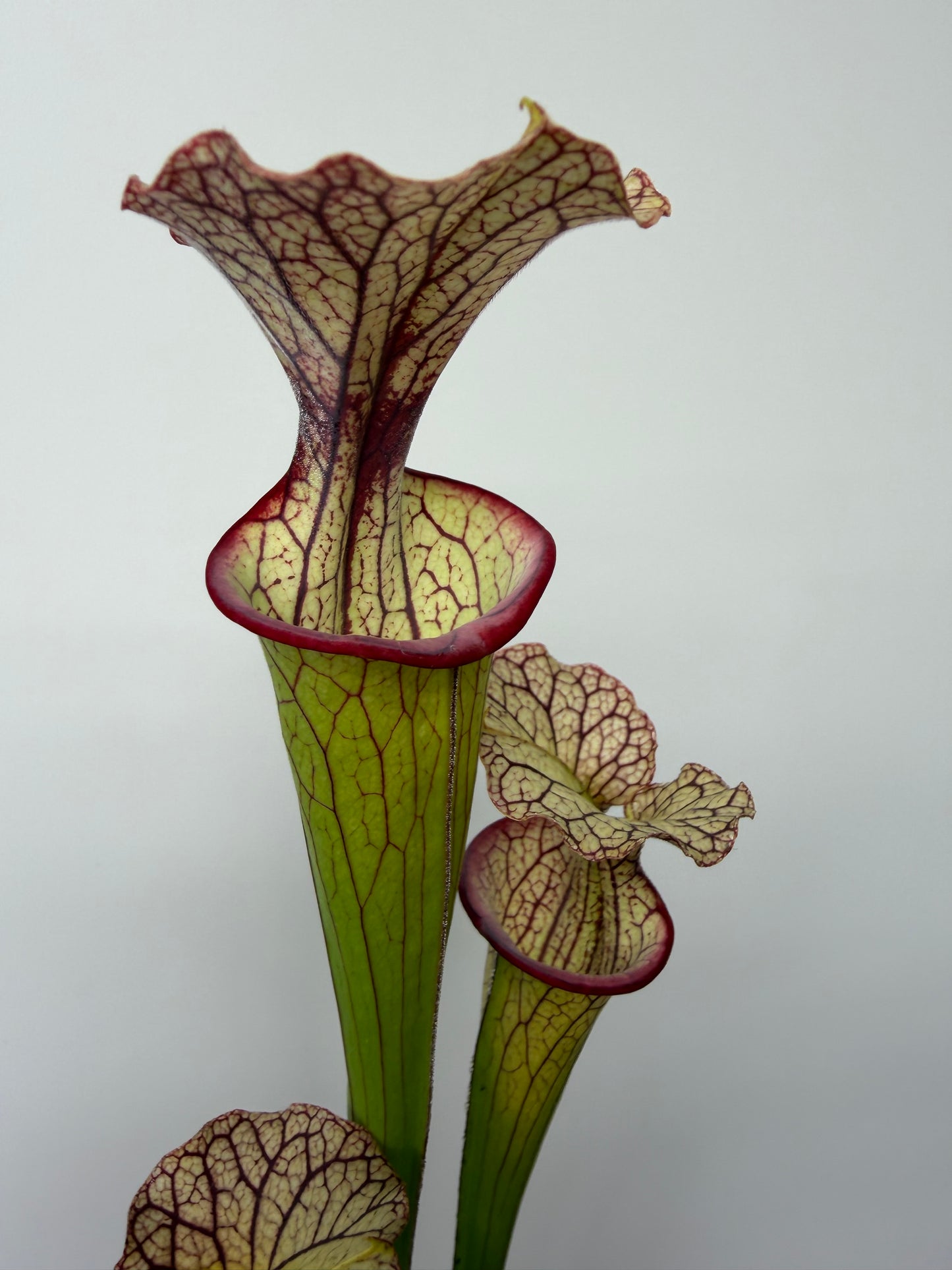 Sarracenia flava var. rubricorpora x Strawberry Milkshake