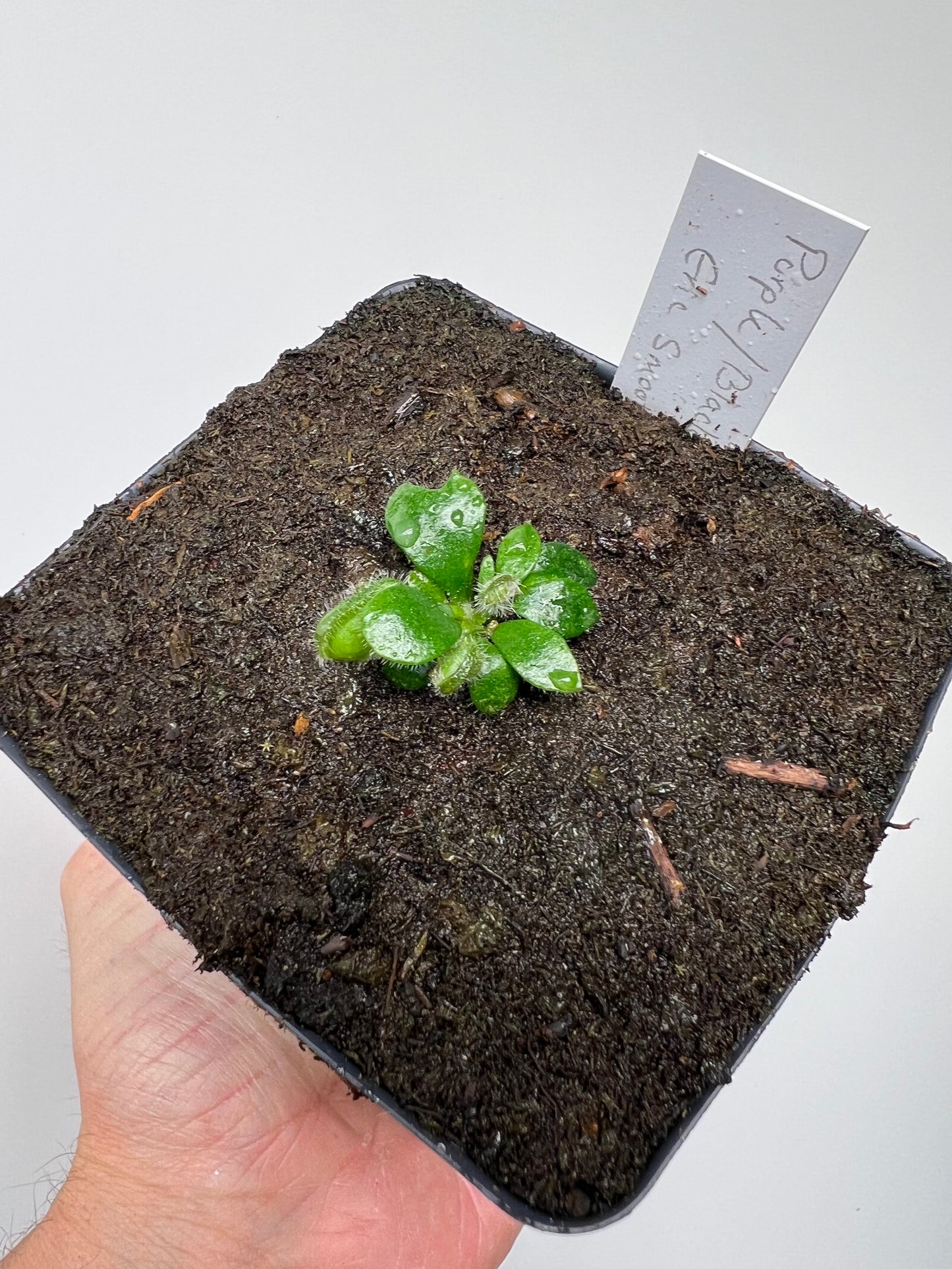Cephalotus follicularis “Purple/Black” - Eric Smooth