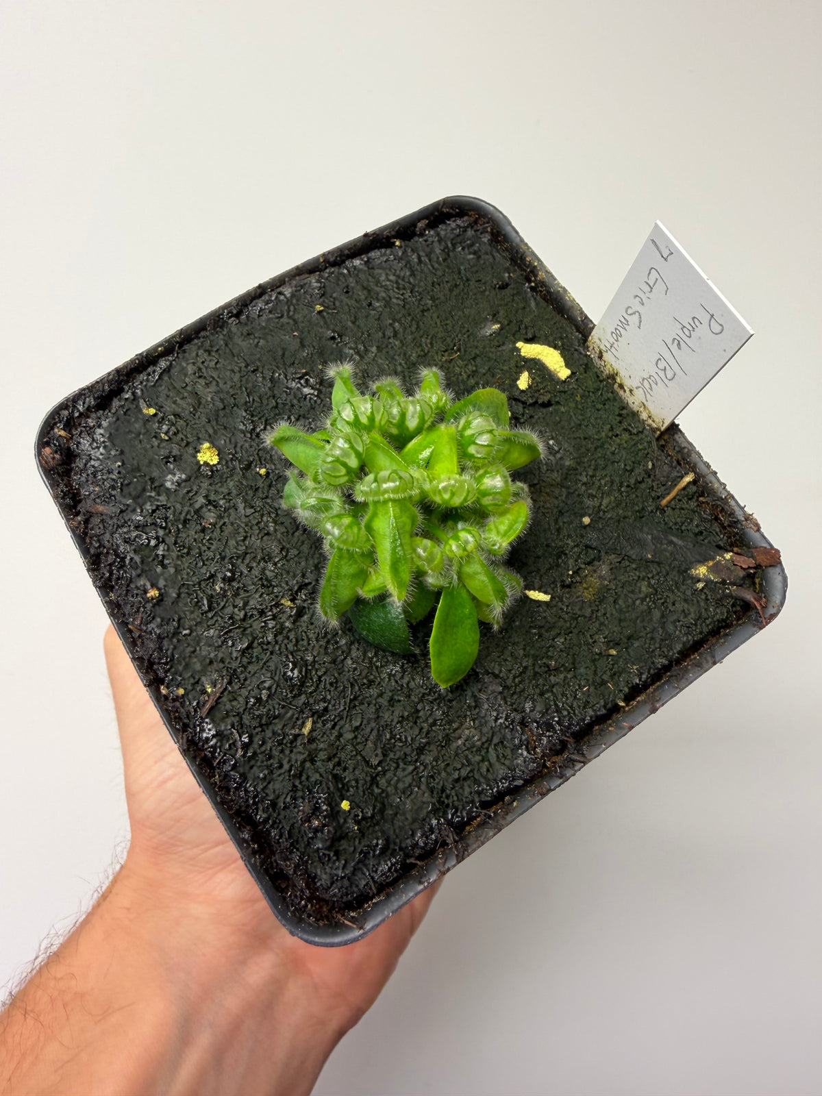 Cephalotus follicularis “Purple/Black” - Eric Smooth #7