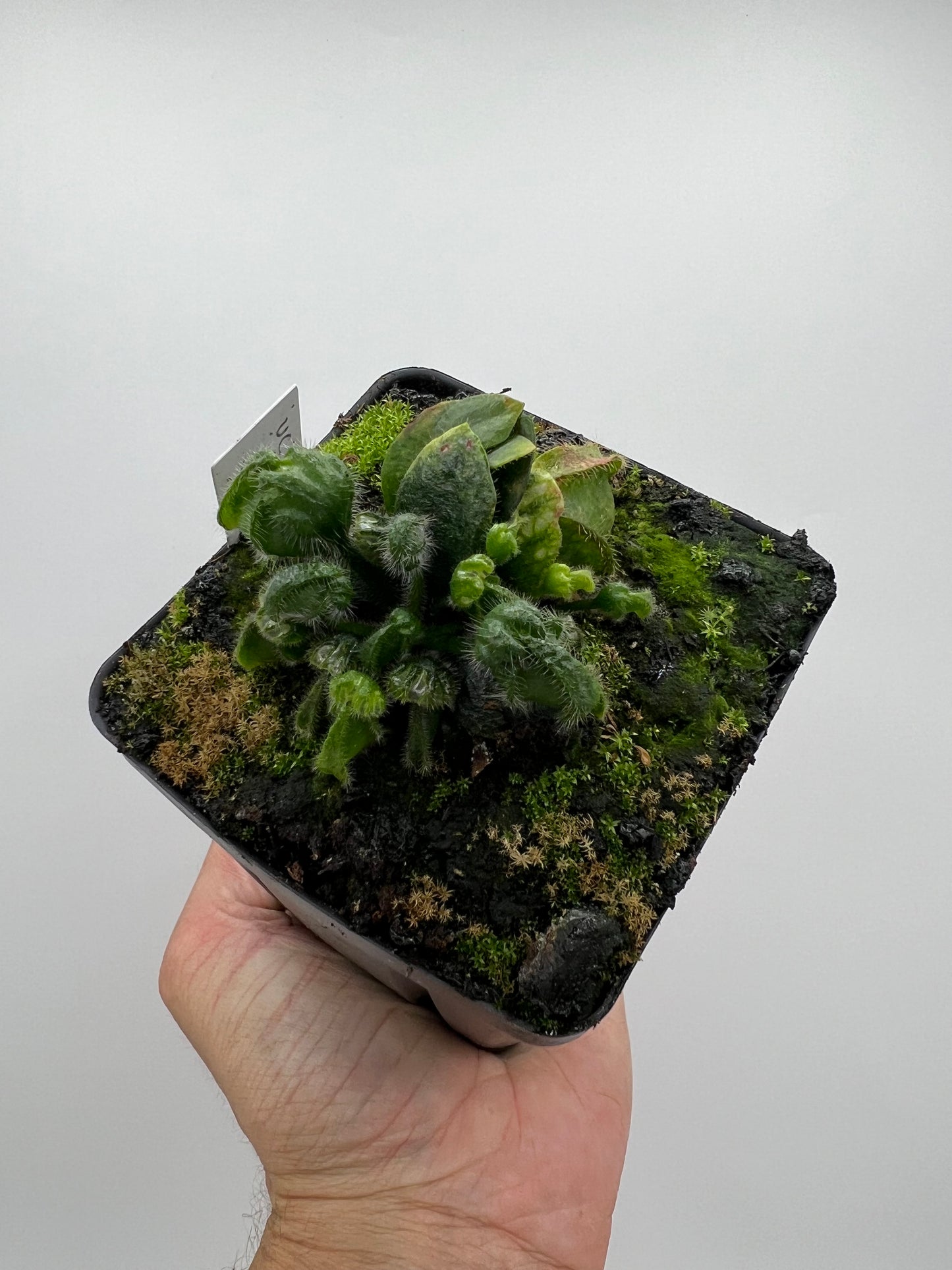 Cephalotus follicularis “UC Davis”
