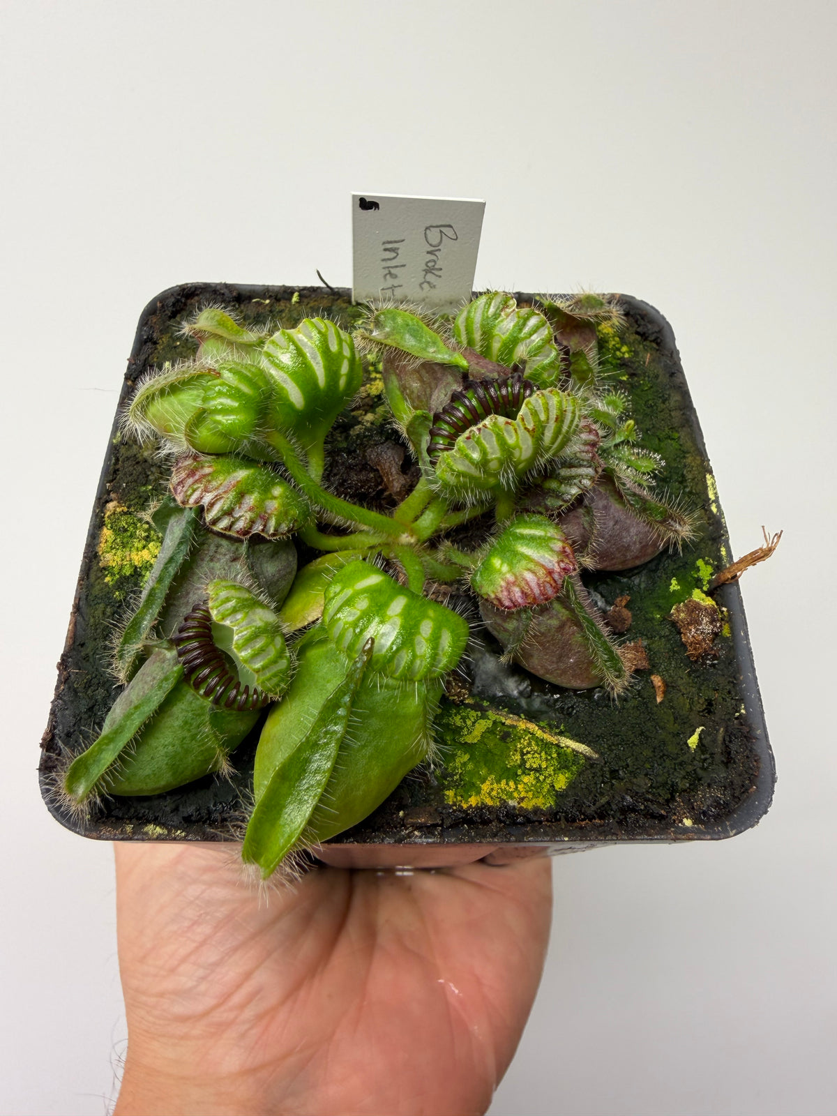 Cephalotus follicularis “Broke Inlet” #5