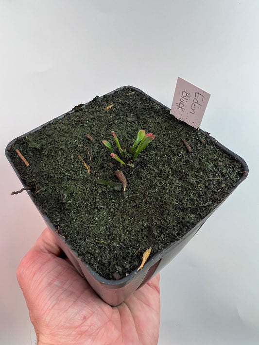 Cephalotus follicularis ‘Eden Black’ - *Rare* (small)