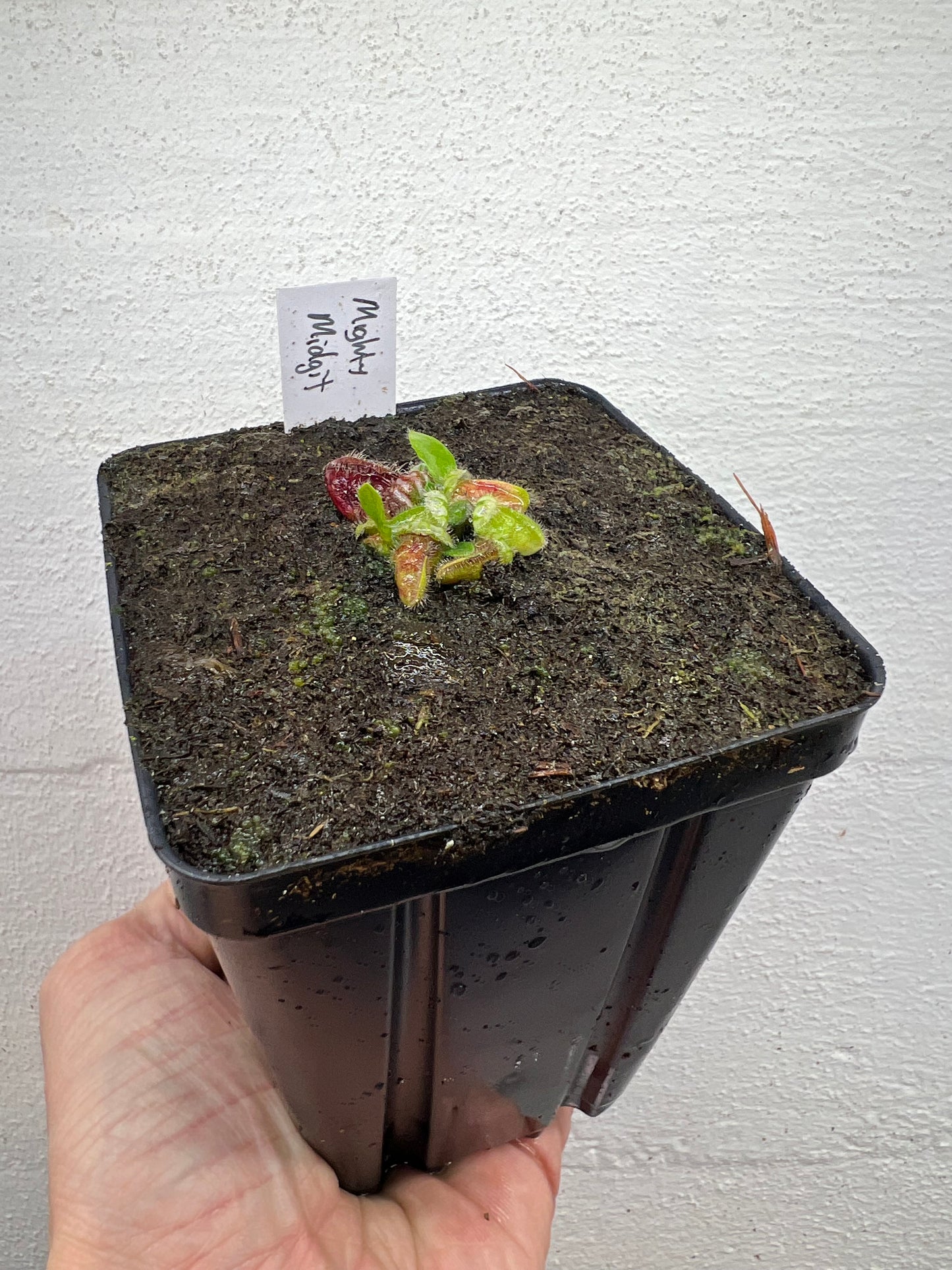 Cephalotus follicularis “Mighty Midget” - *Rare*