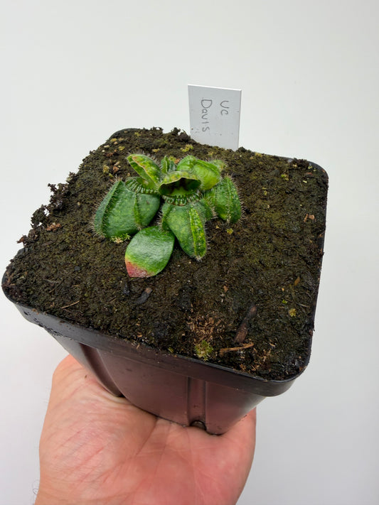 Cephalotus follicularis “UC Davis”