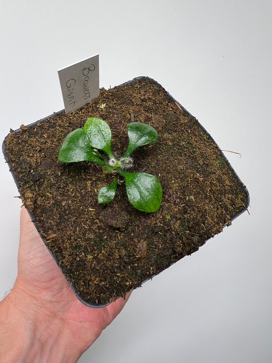 Cephalotus follicularis “Brewers Giant”