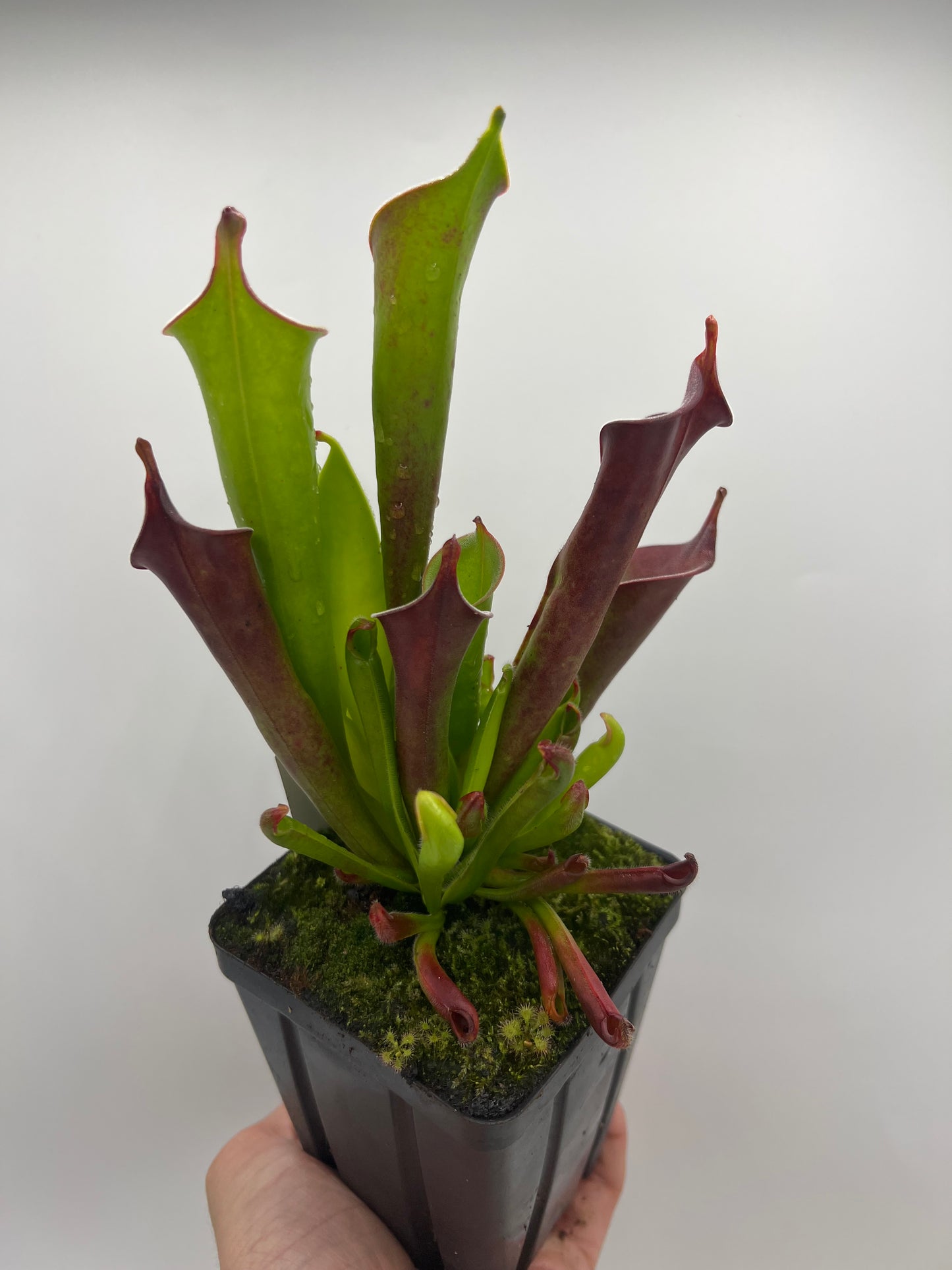 Heliamphora tatei (Cerro Duida)