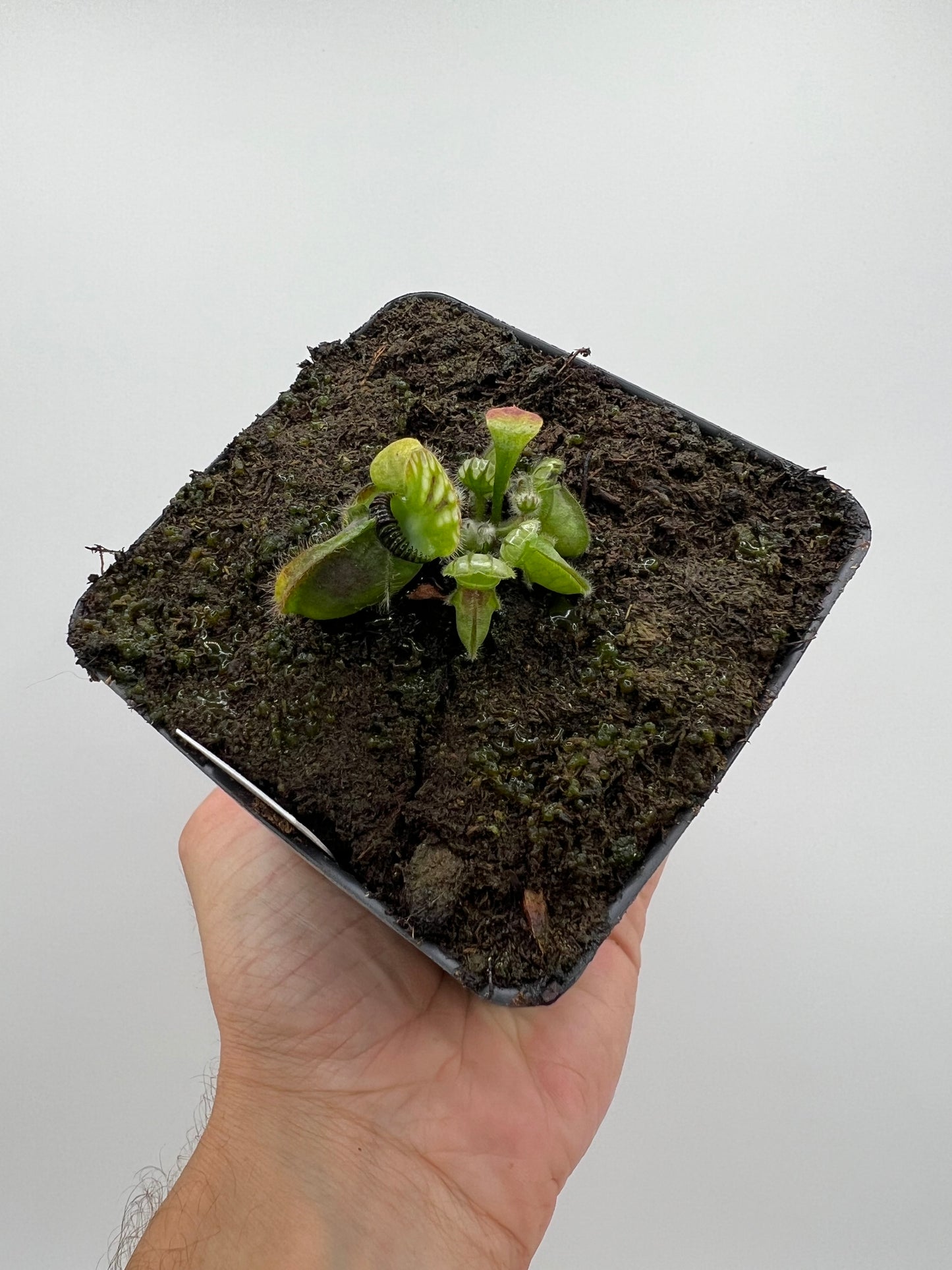 Cephalotus follicularis “Harald Weiner Giant” (aka True Giant)