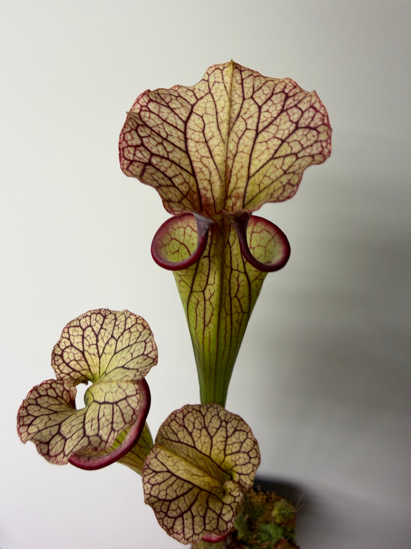 Sarracenia flava var. rubricorpora x Strawberry Milkshake